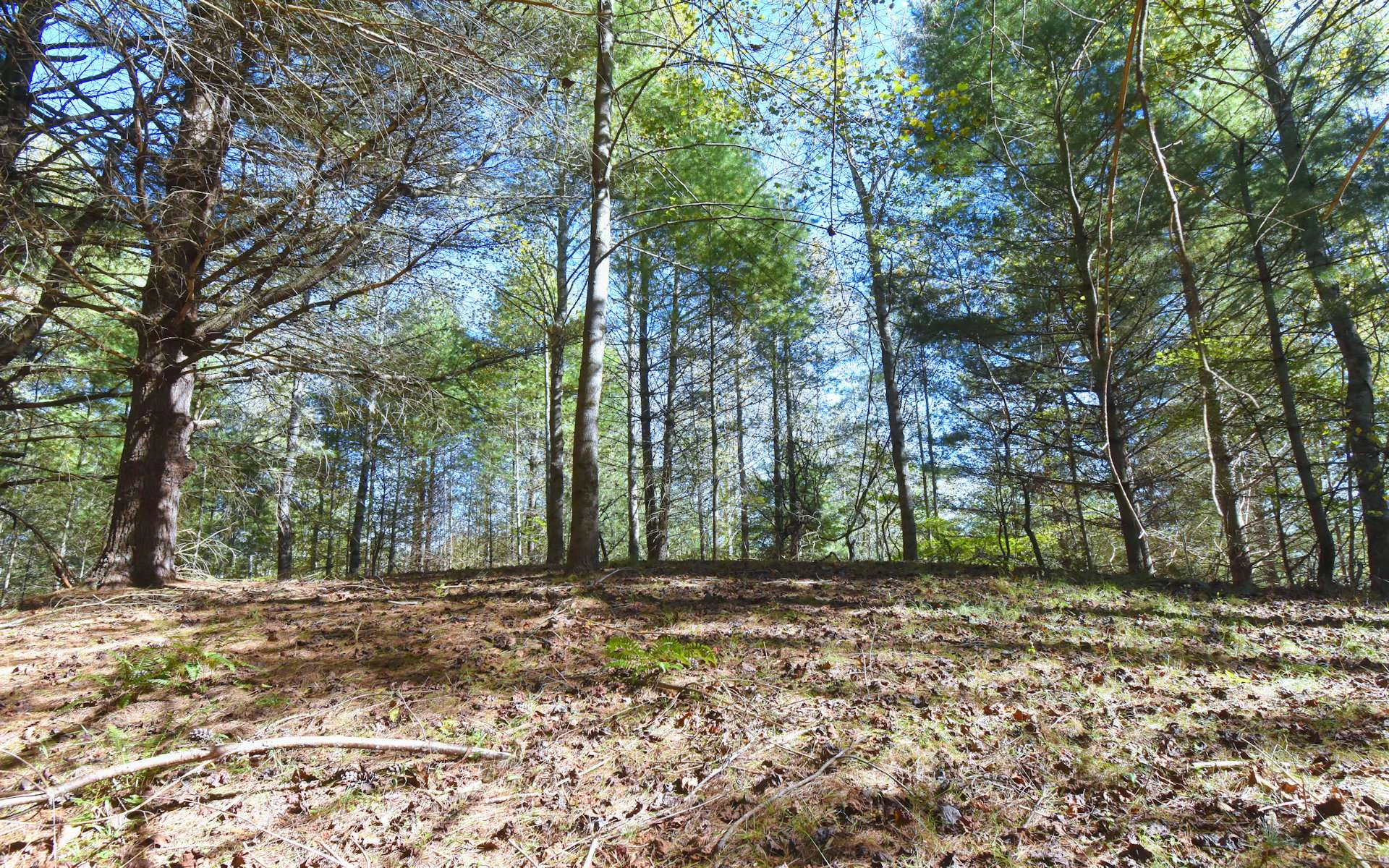 Image number 12 for the current listing