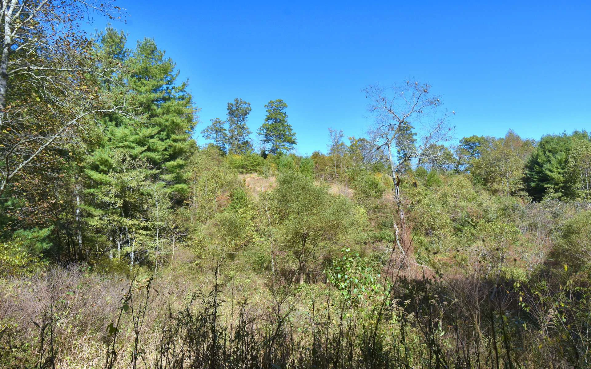 Image number 6 for the current listing