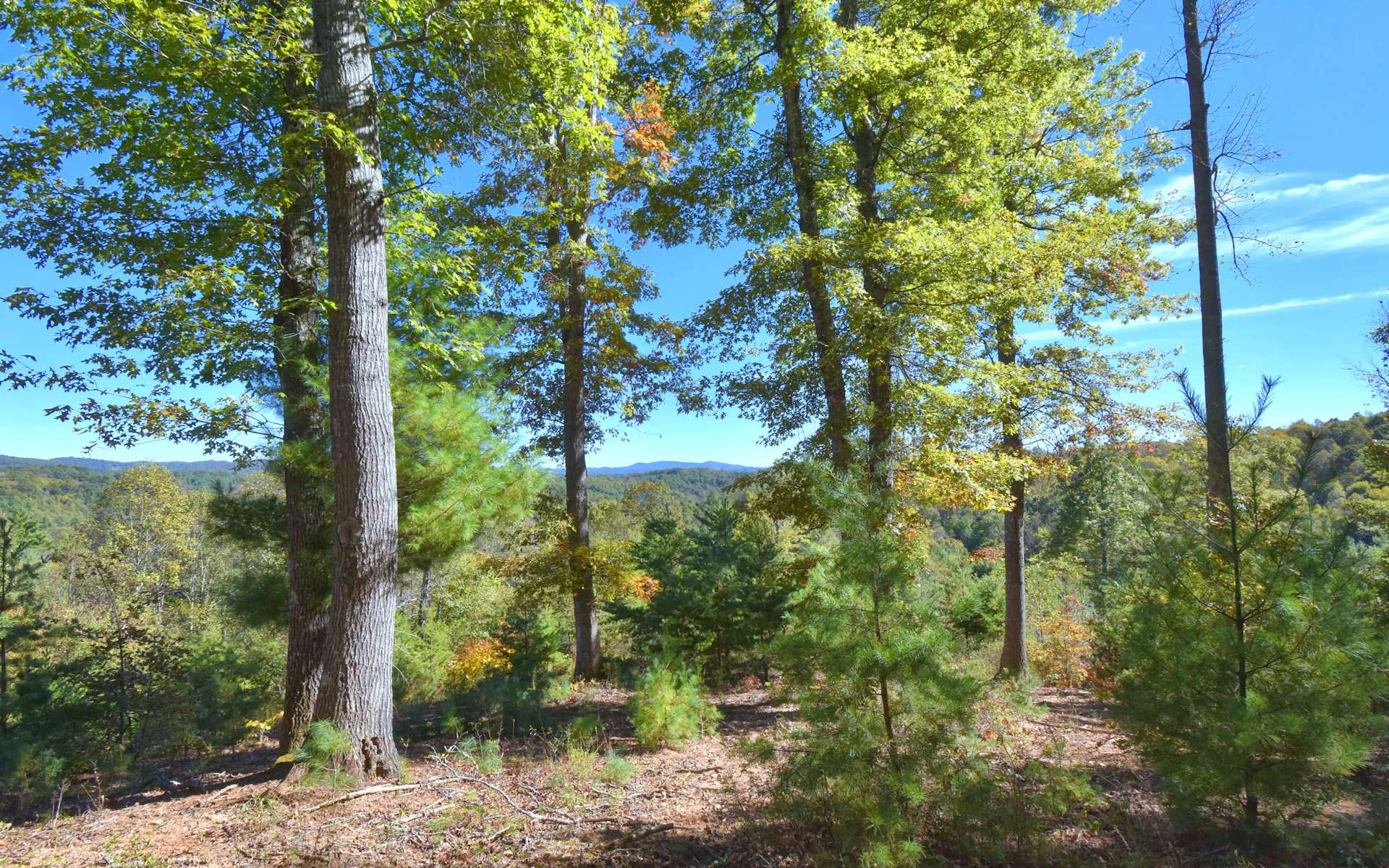 Image number 8 for the current listing