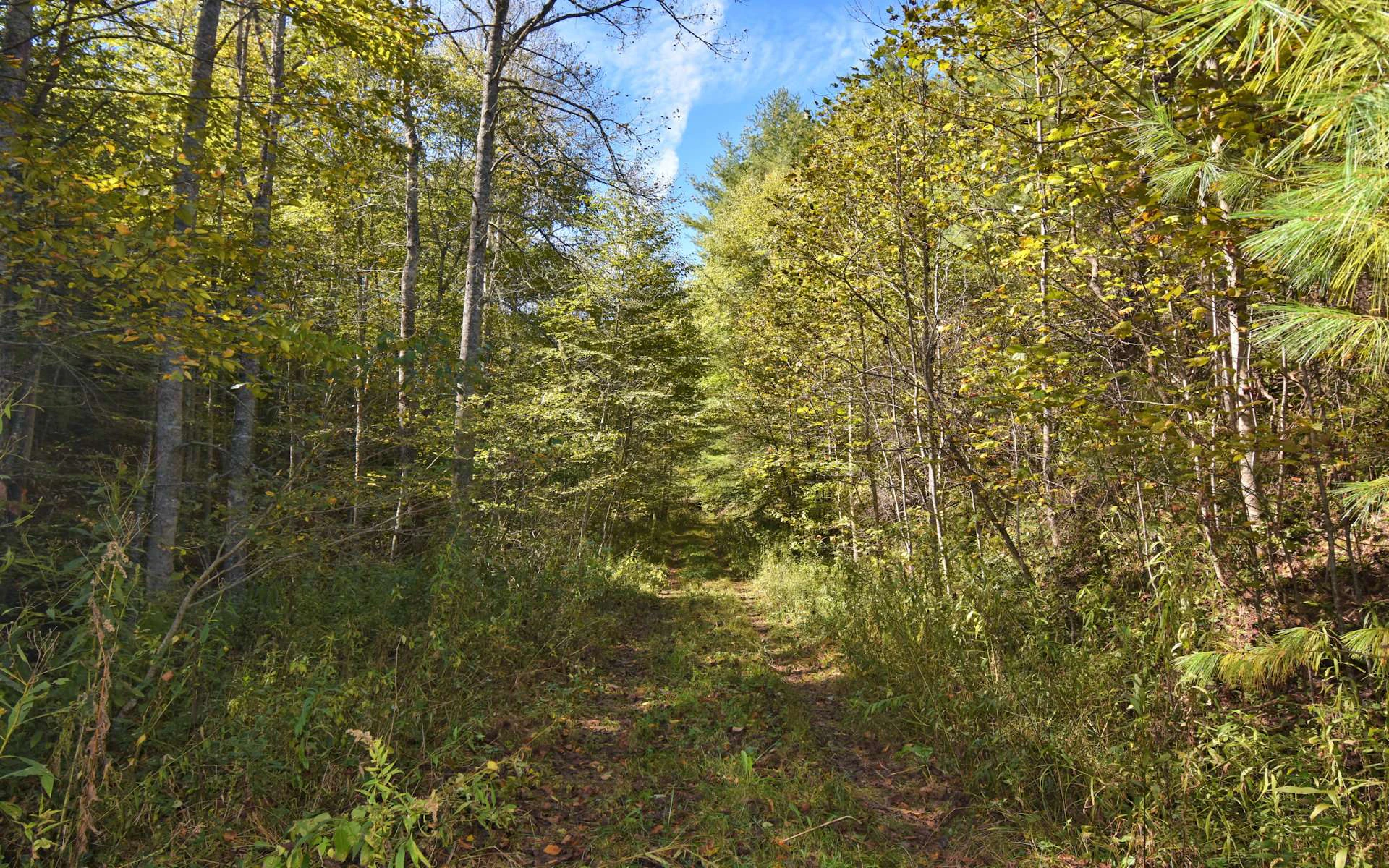 Image number 3 for the current listing