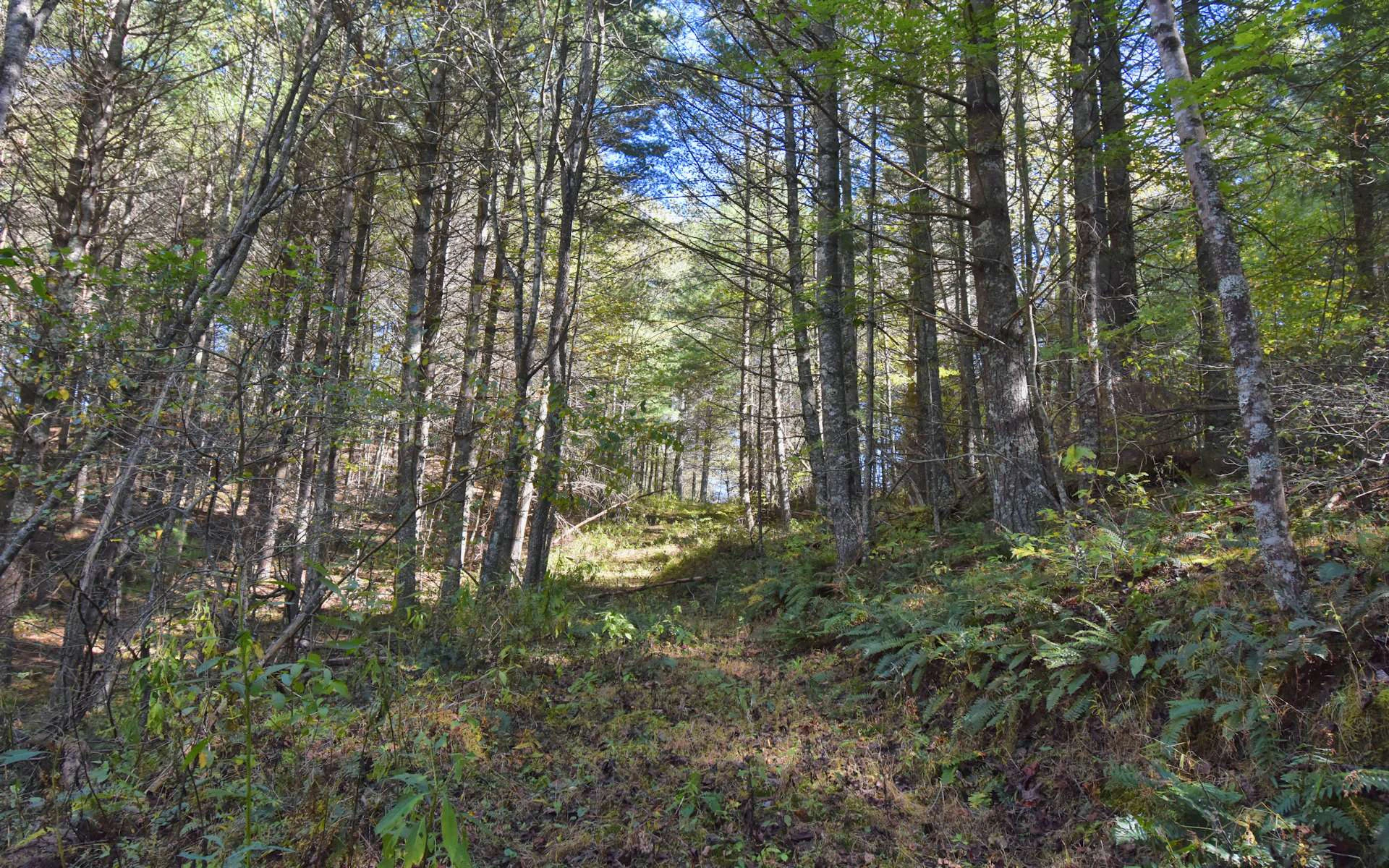 Image number 11 for the current listing