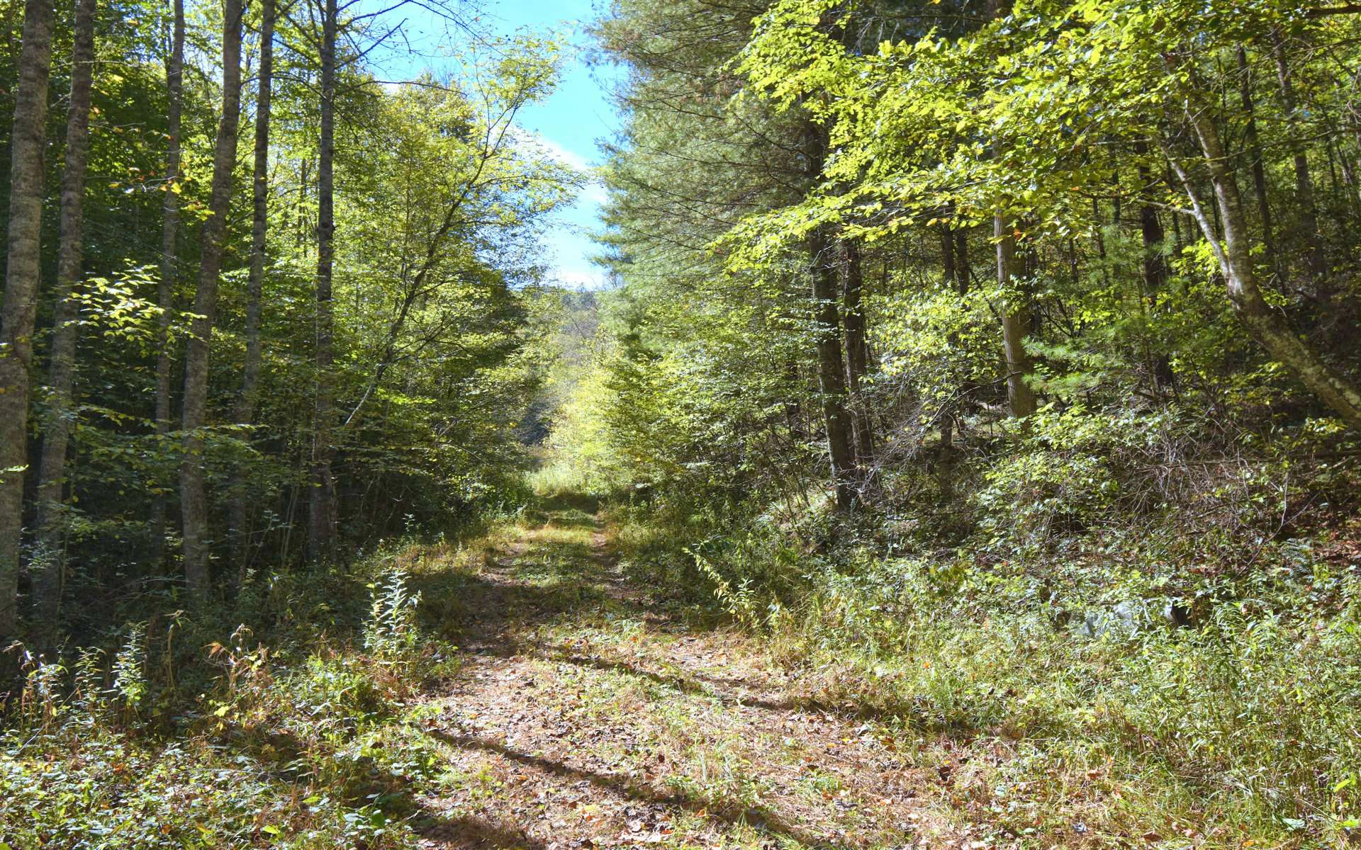Image number 5 for the current listing