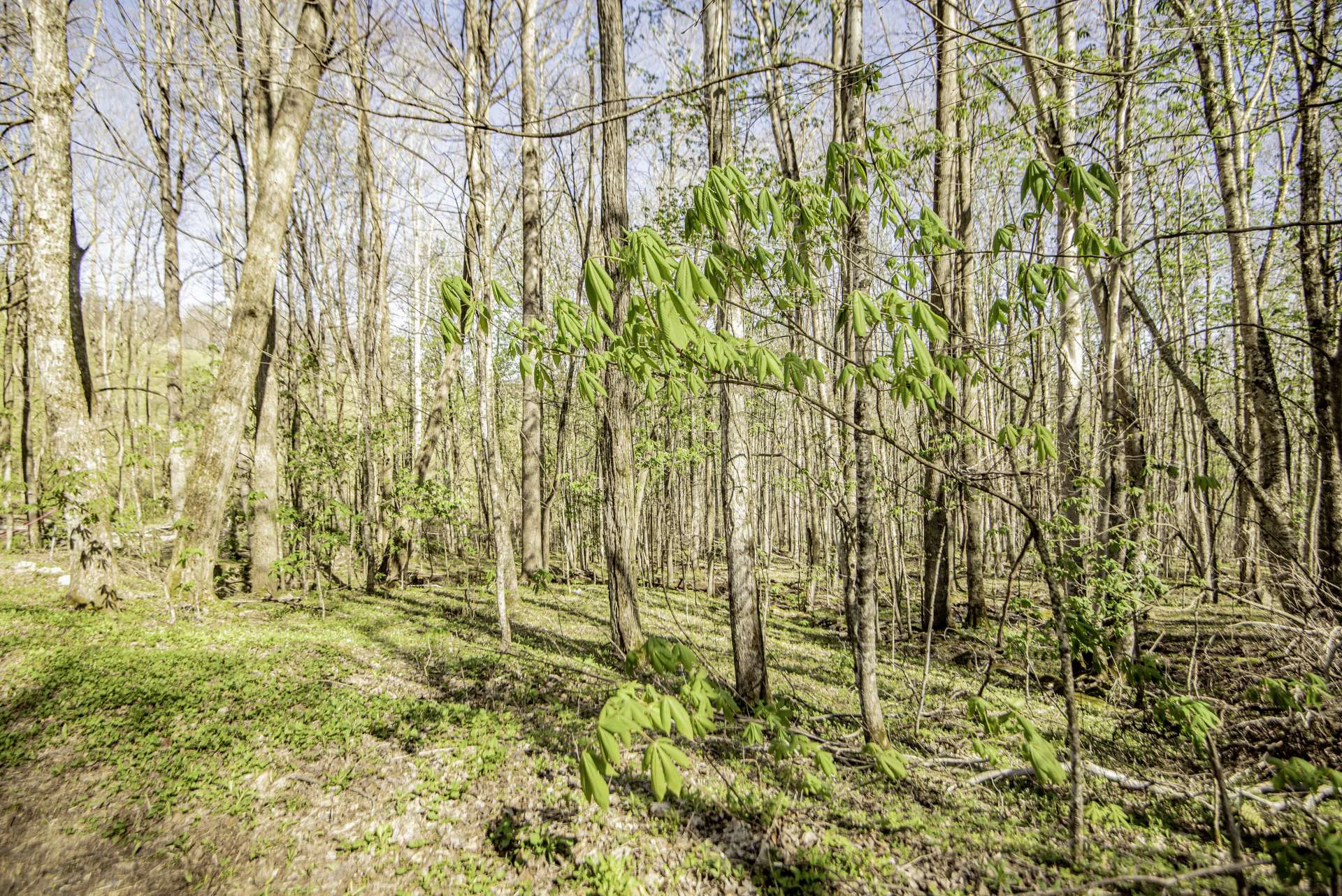 Image number 11 for the current listing