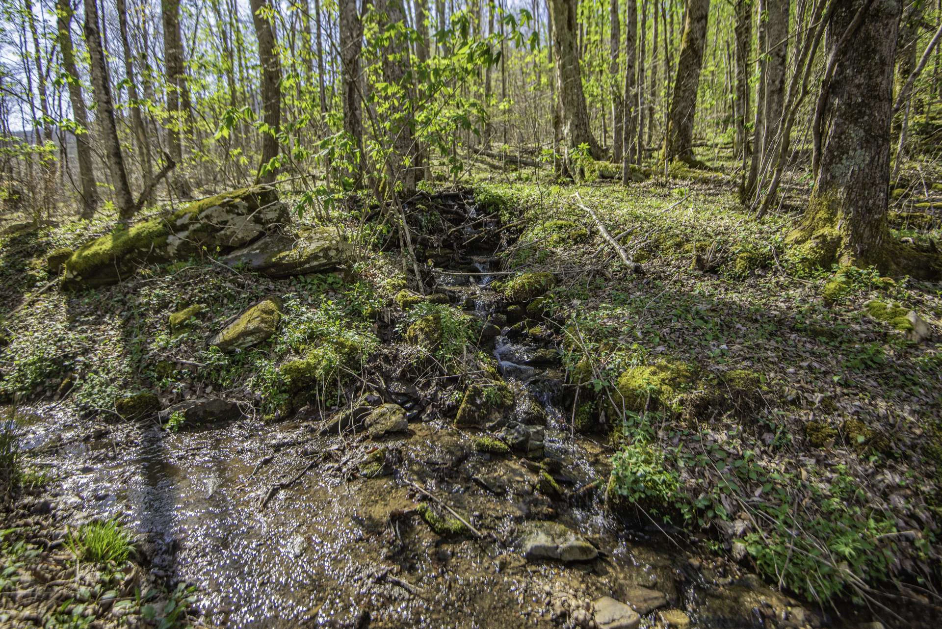Image number 2 for the current listing