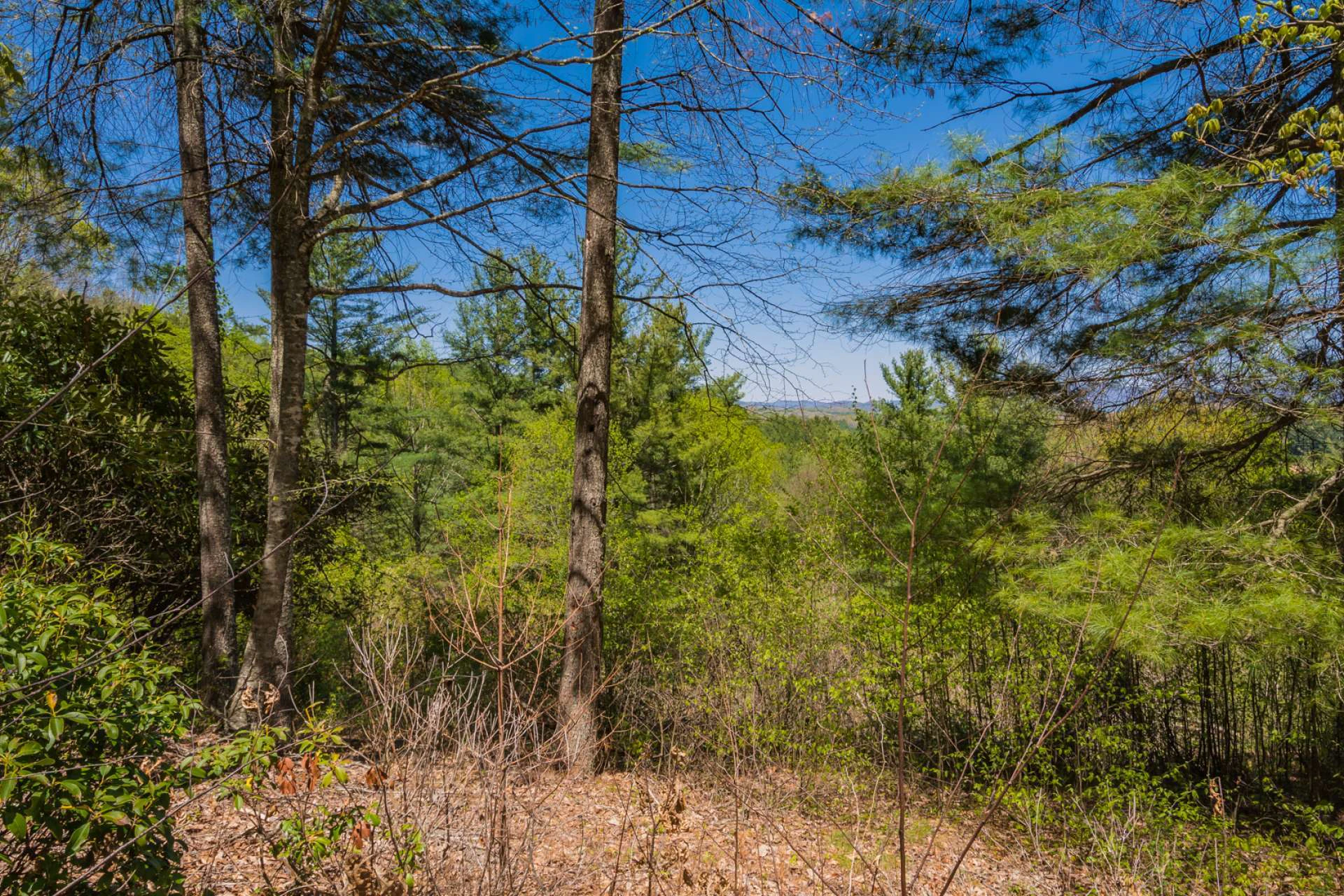 Image number 3 for the current listing