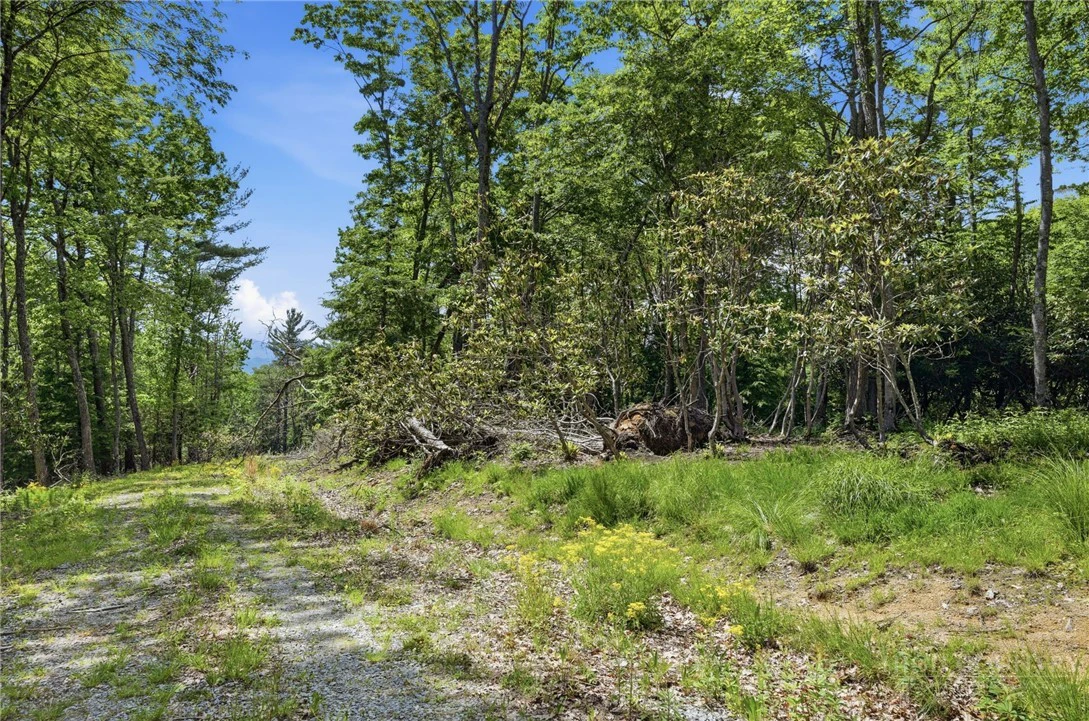 Image number 4 for the current listing