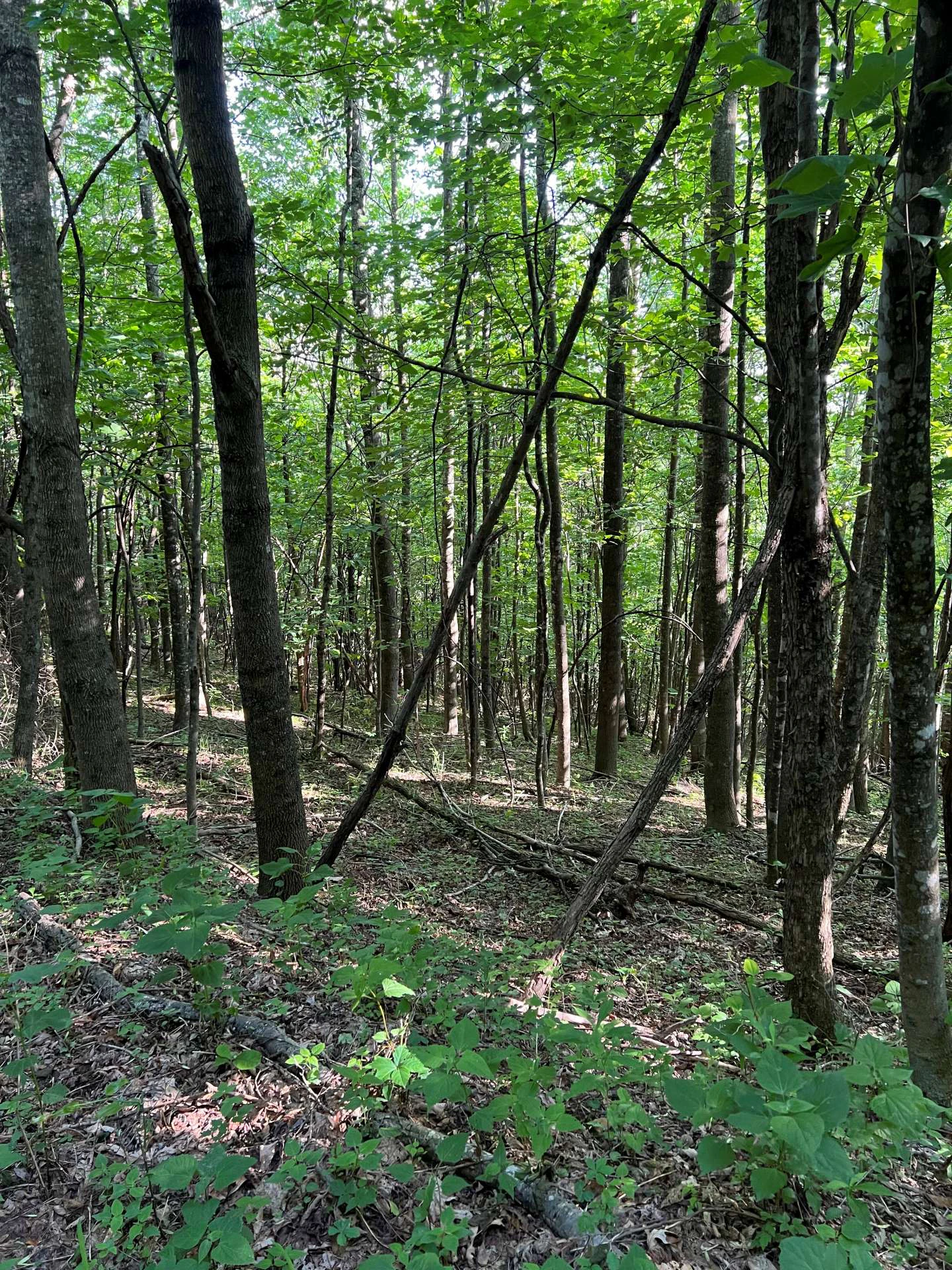Image number 2 for the current listing