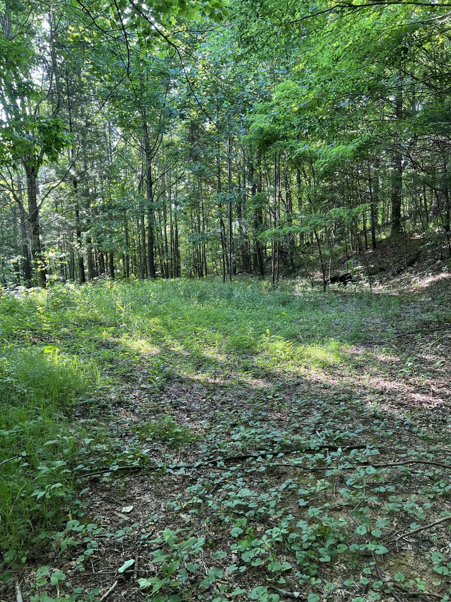 Image number 3 for the current listing