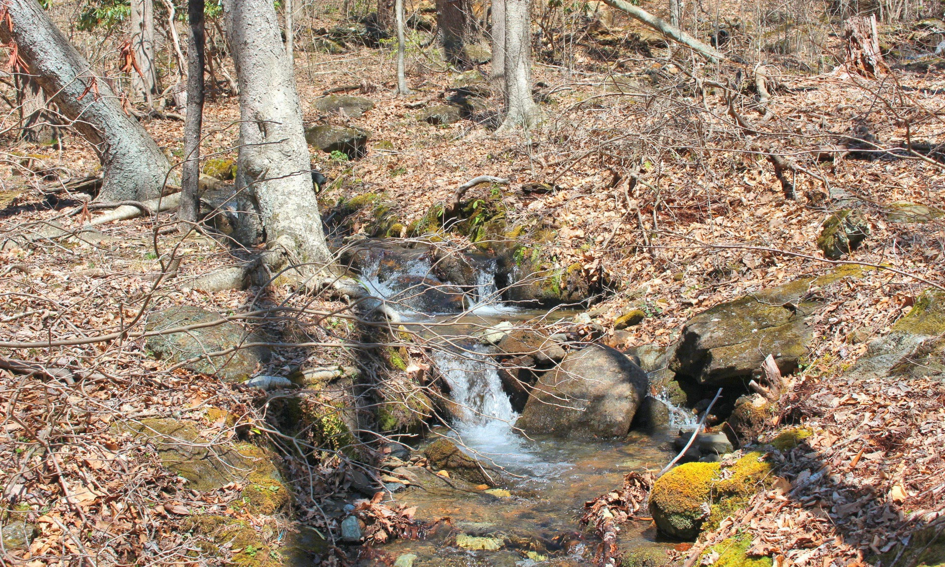 Image number 1 for the current listing