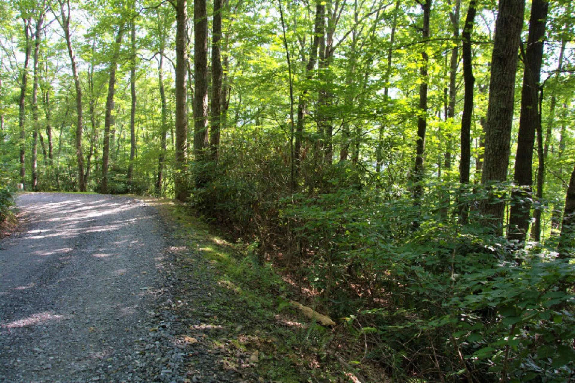 Image number 4 for the current listing