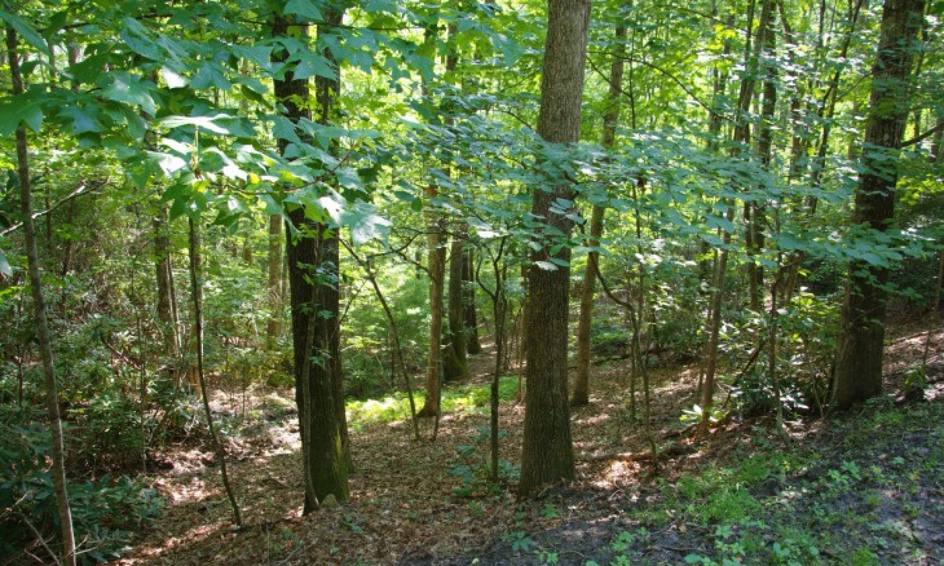 Image number 1 for the current listing