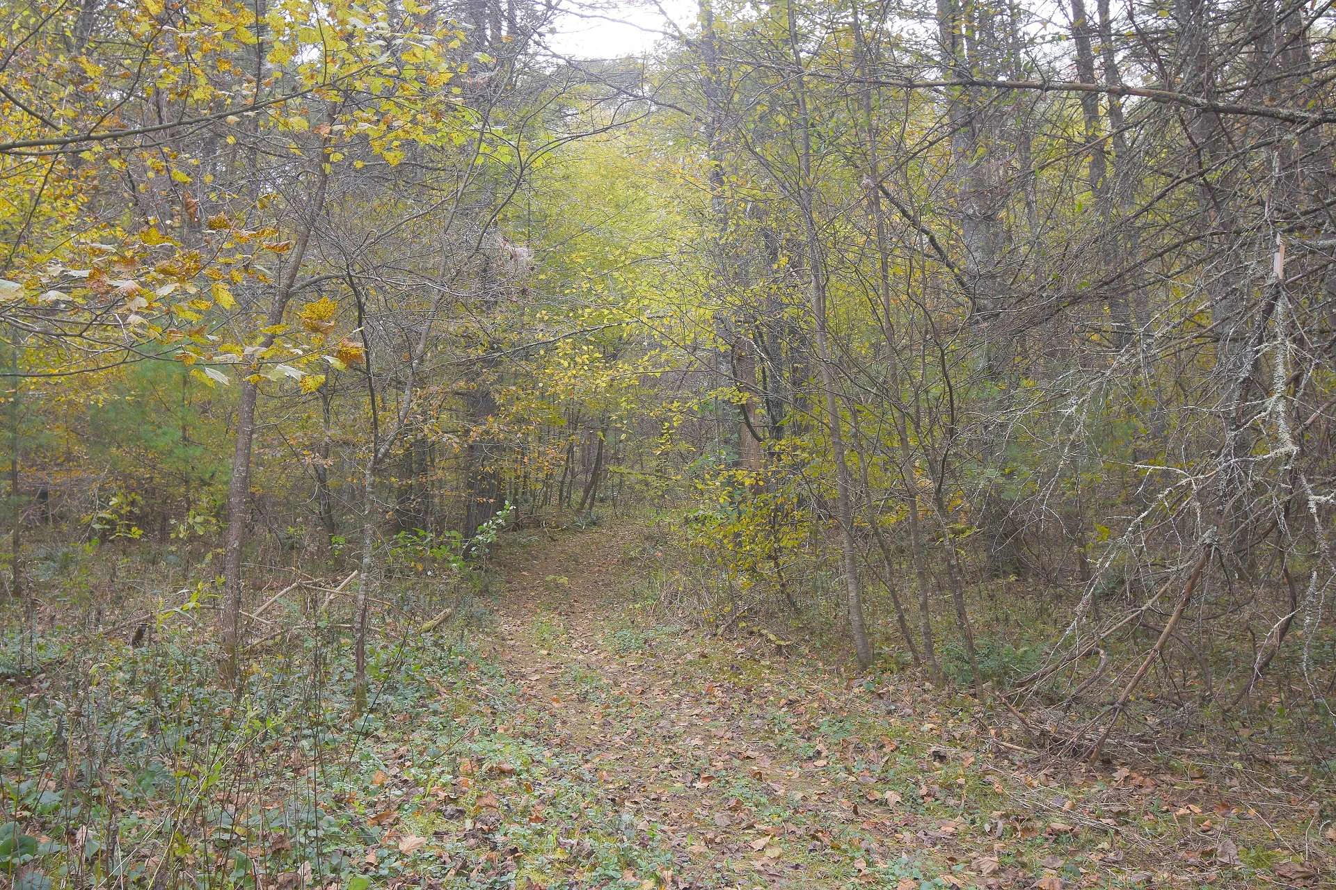 Image number 7 for the current listing