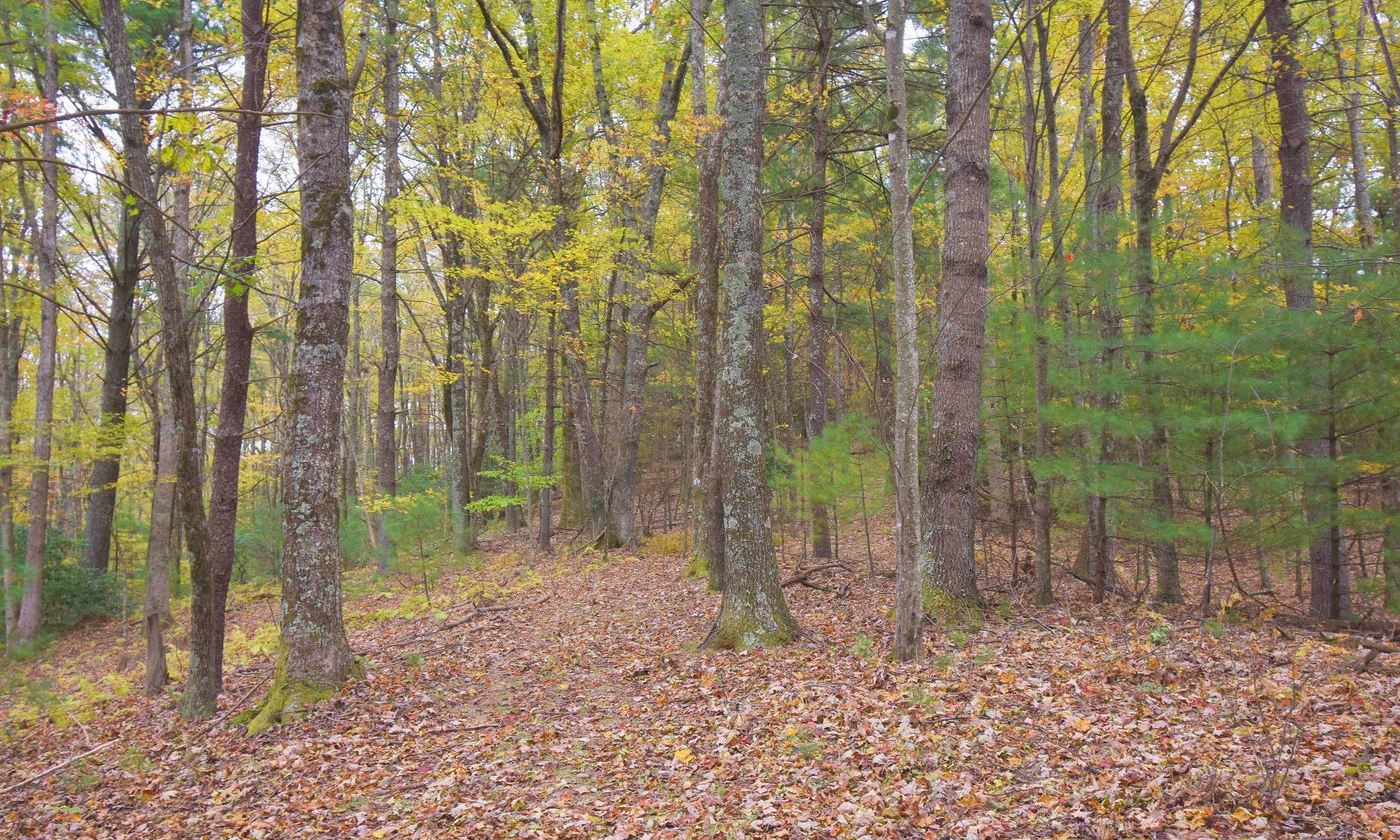 Image number 1 for the current listing