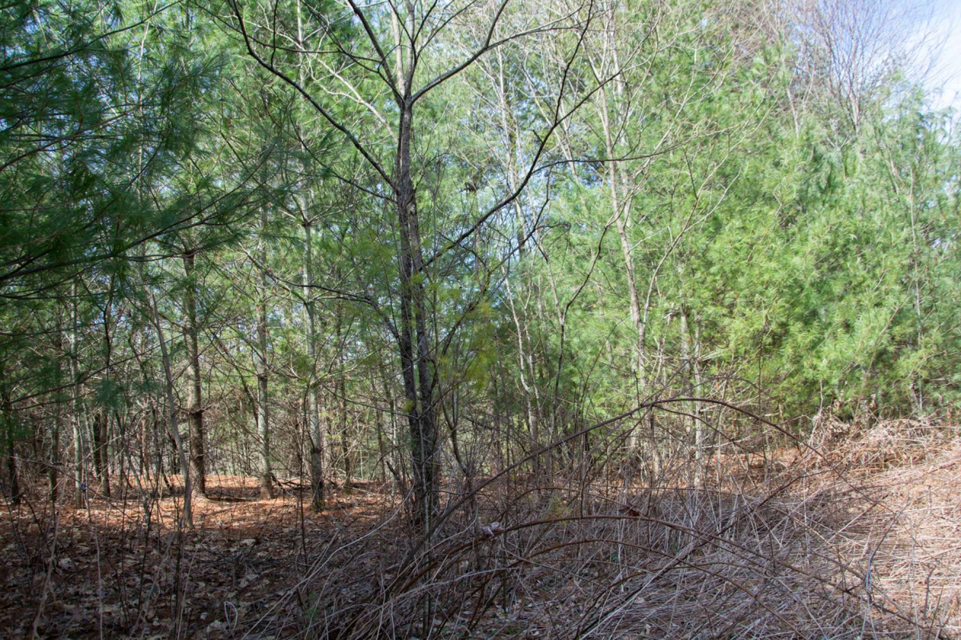 Image number 2 for the current listing