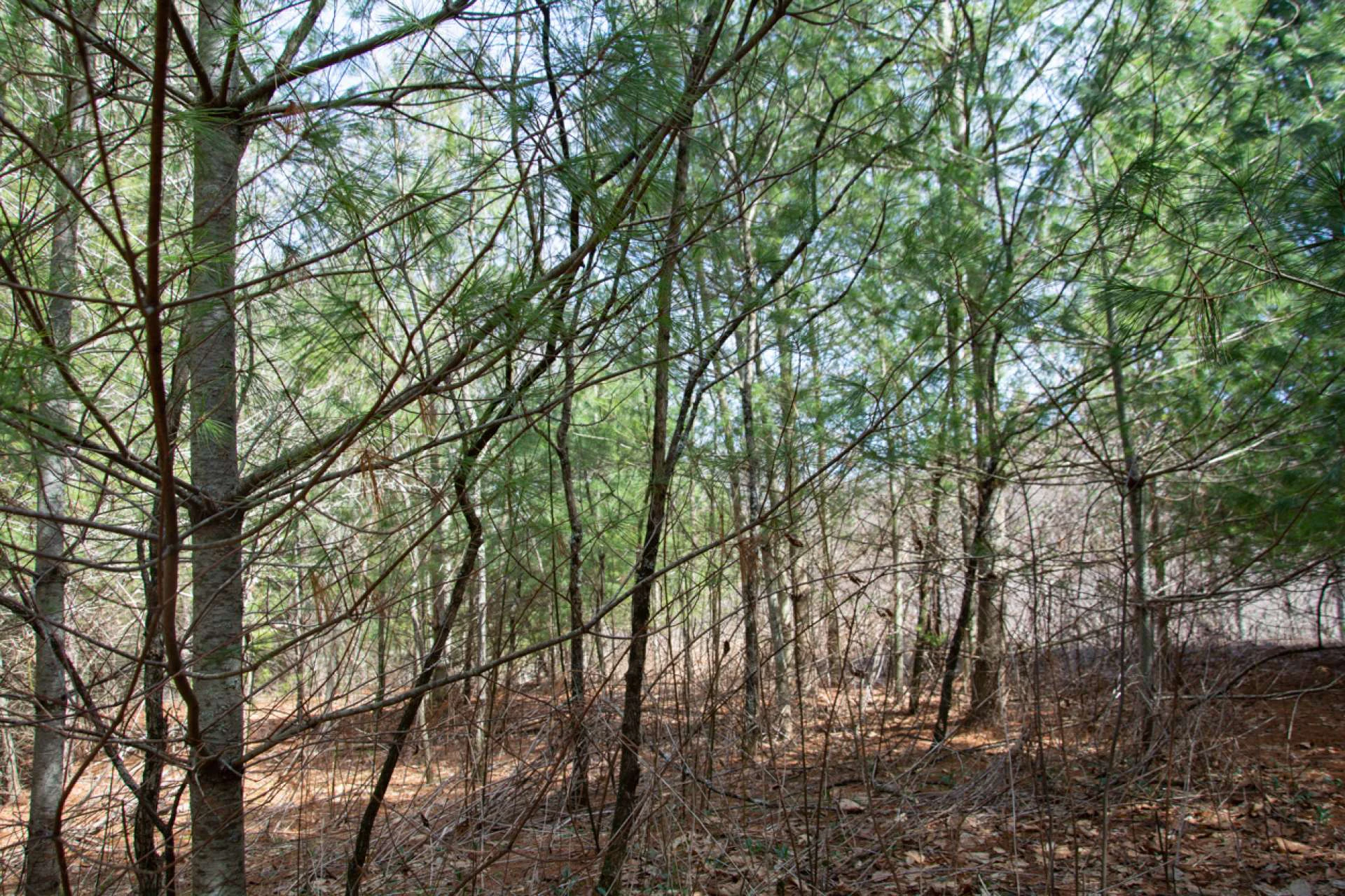 Image number 4 for the current listing