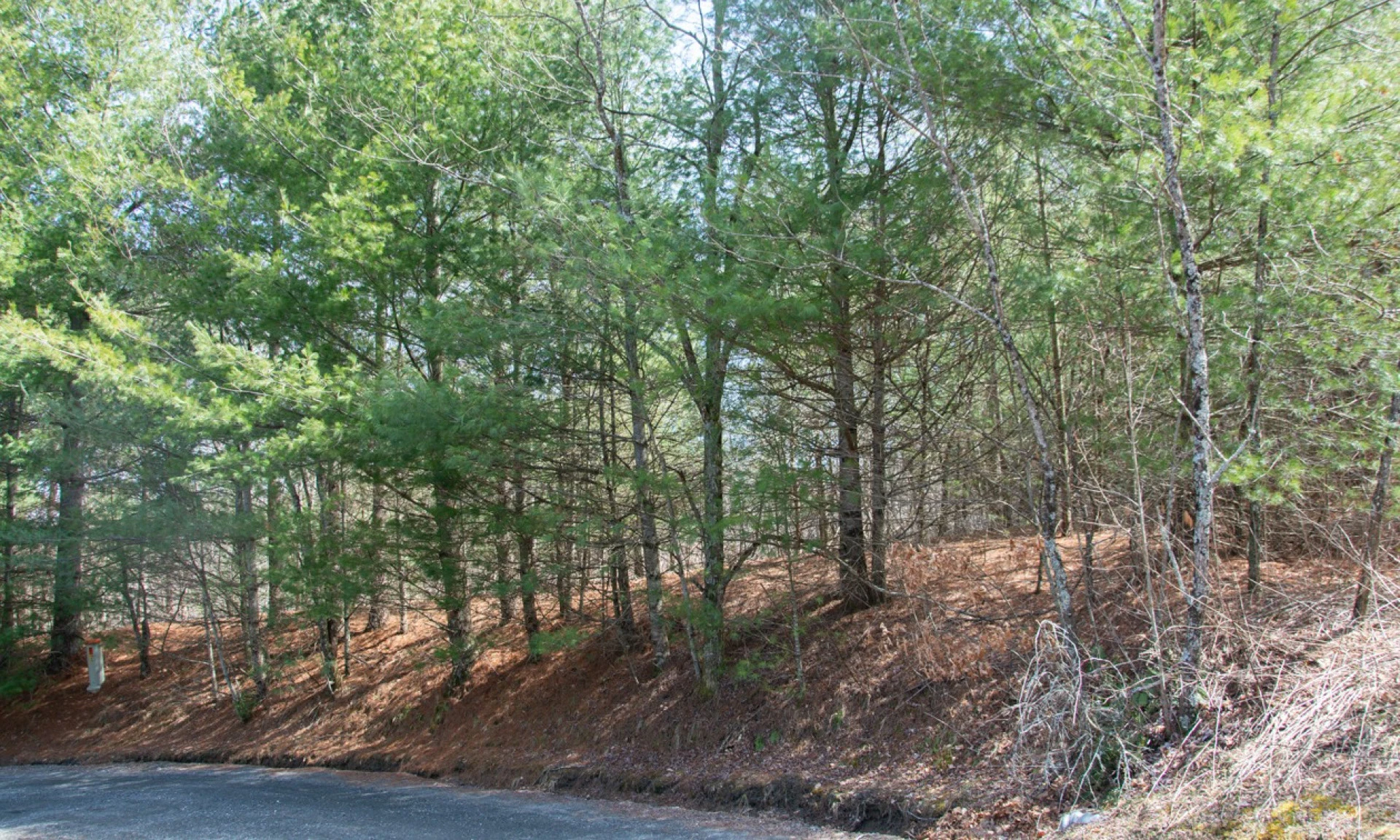 Image number 1 for the current listing