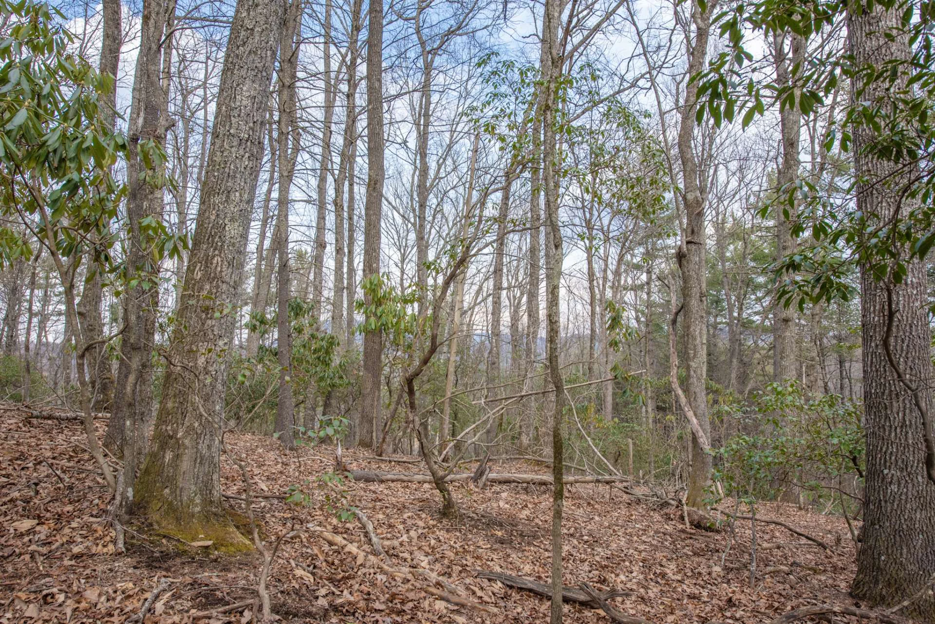 Image number 3 for the current listing