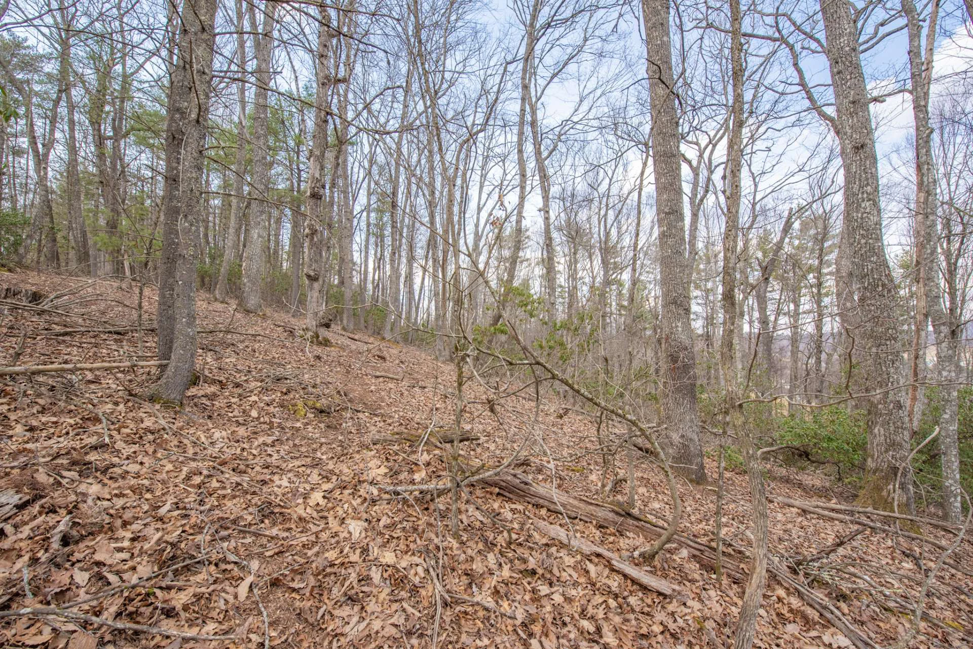 Image number 9 for the current listing