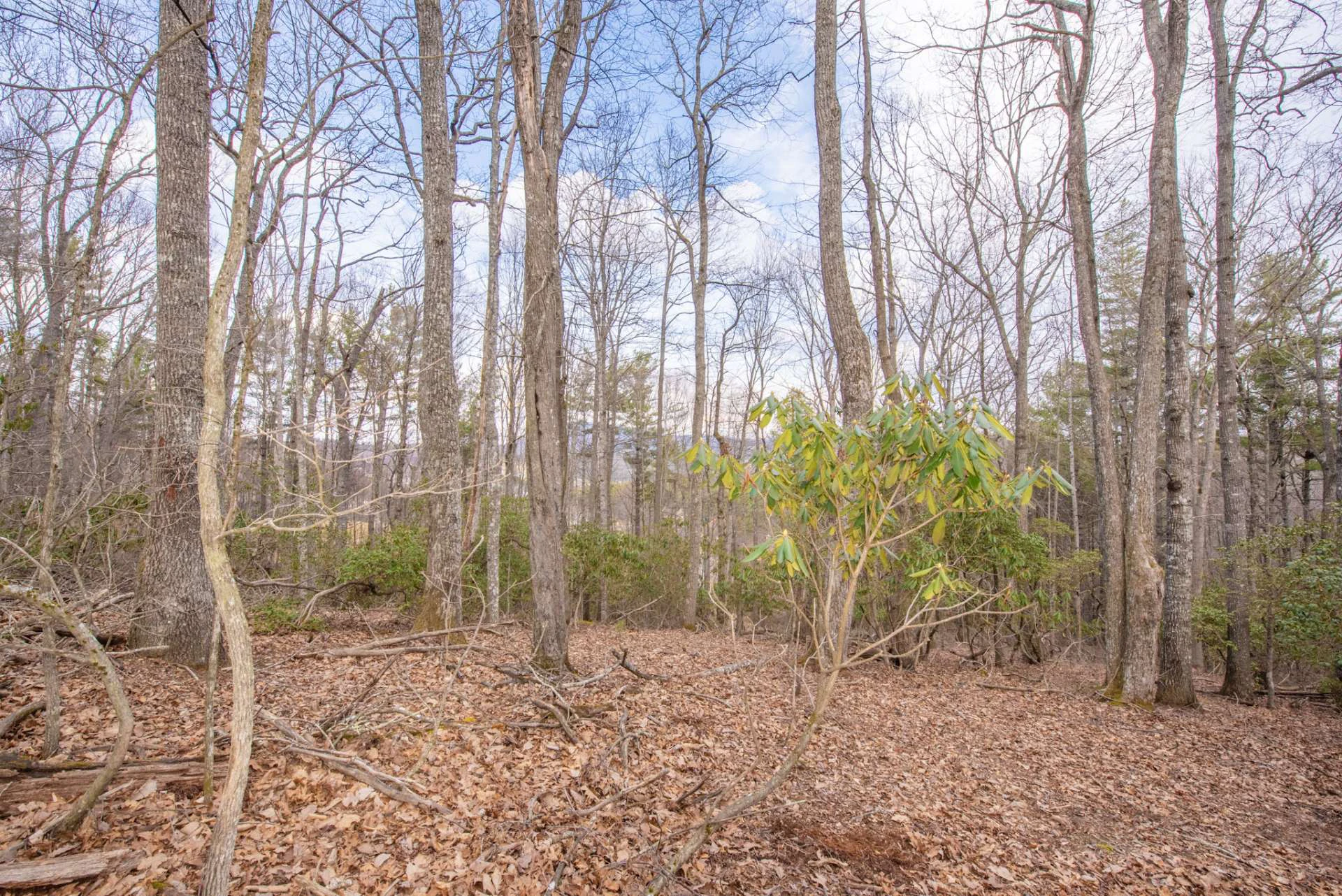 Image number 7 for the current listing