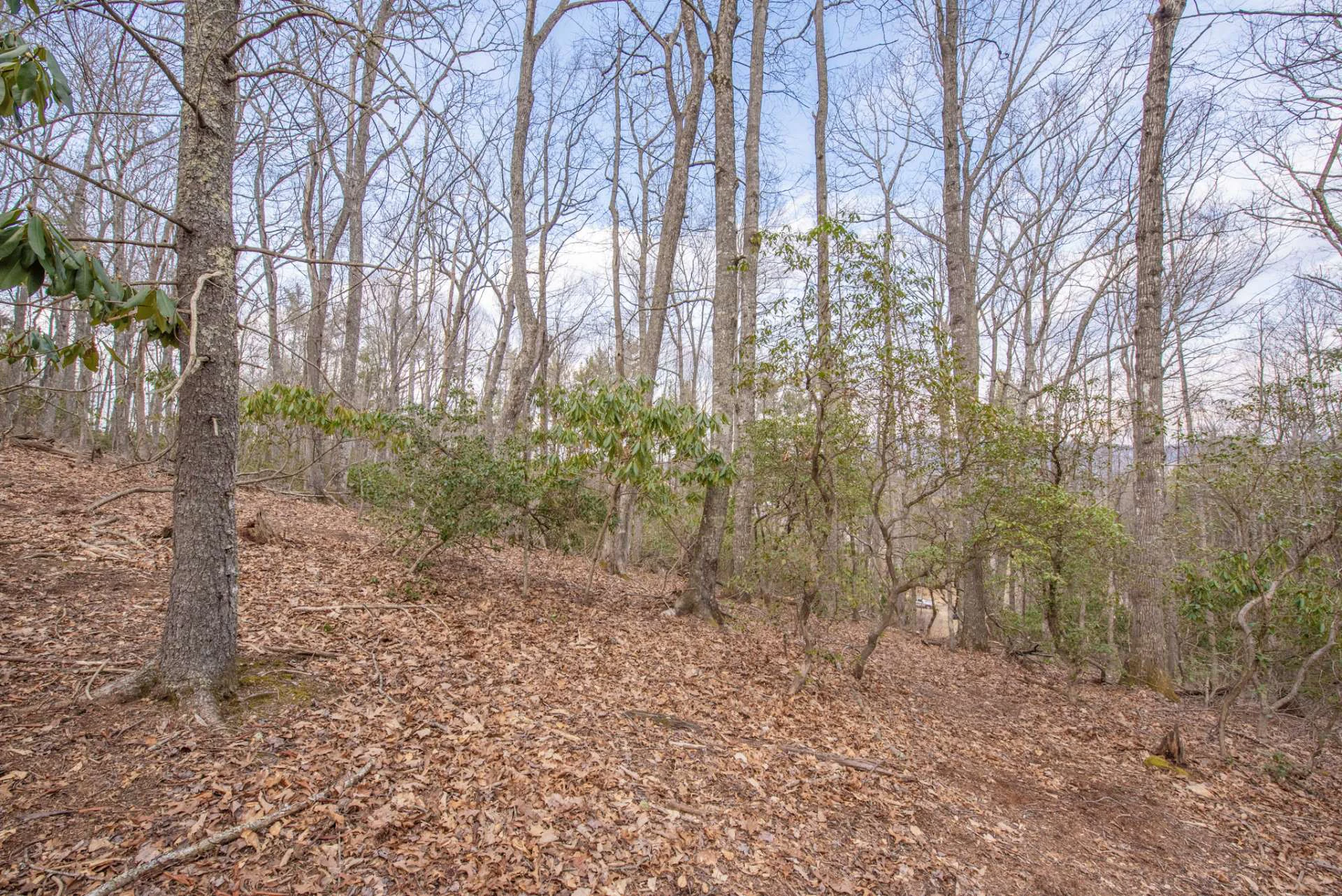 Image number 8 for the current listing