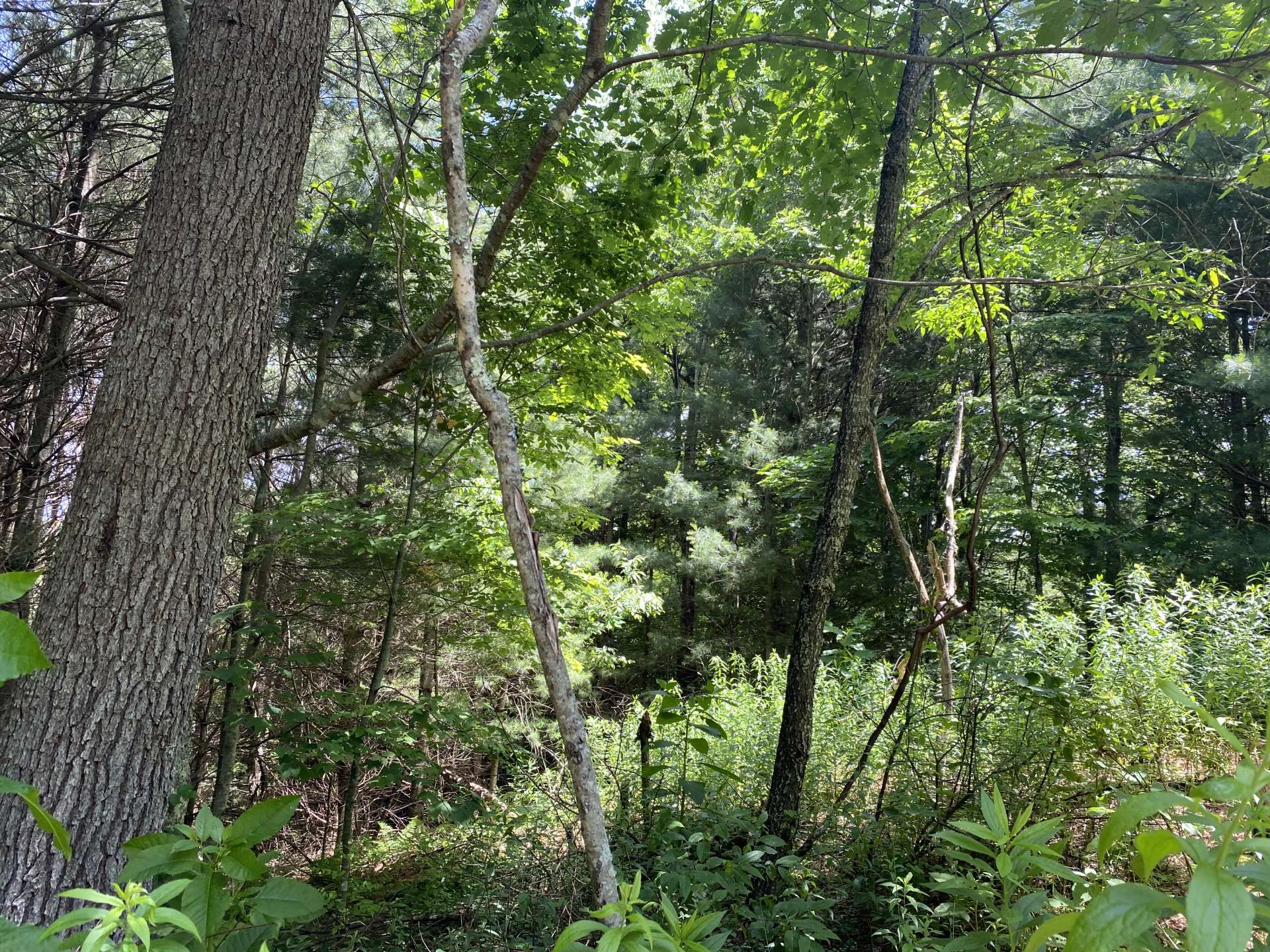 Image number 3 for the current listing
