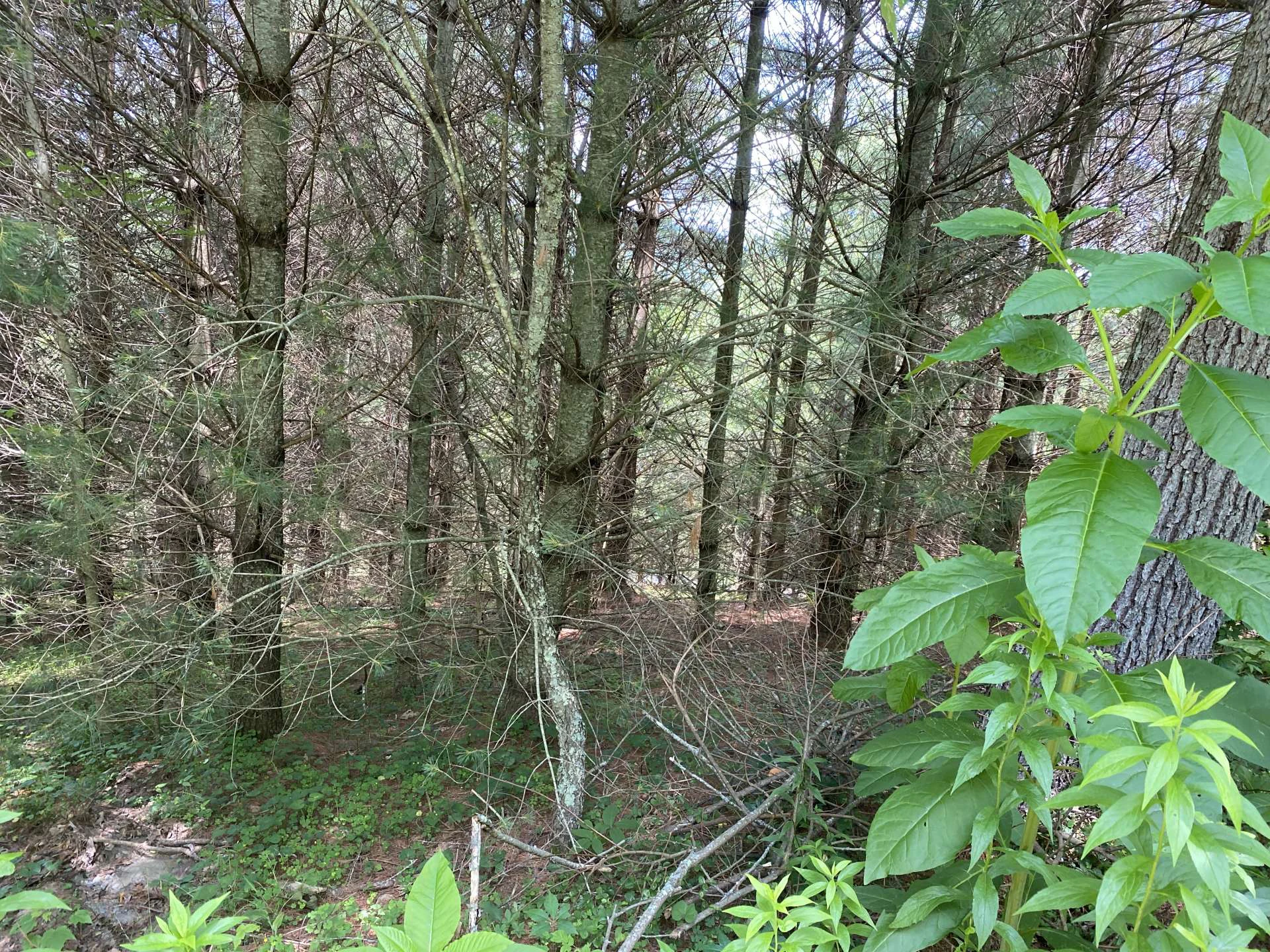 Image number 2 for the current listing