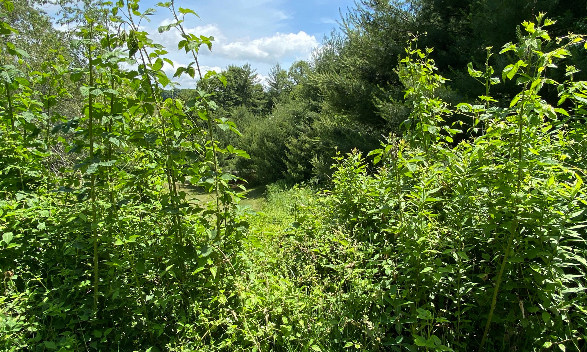 Image number 1 for the current listing
