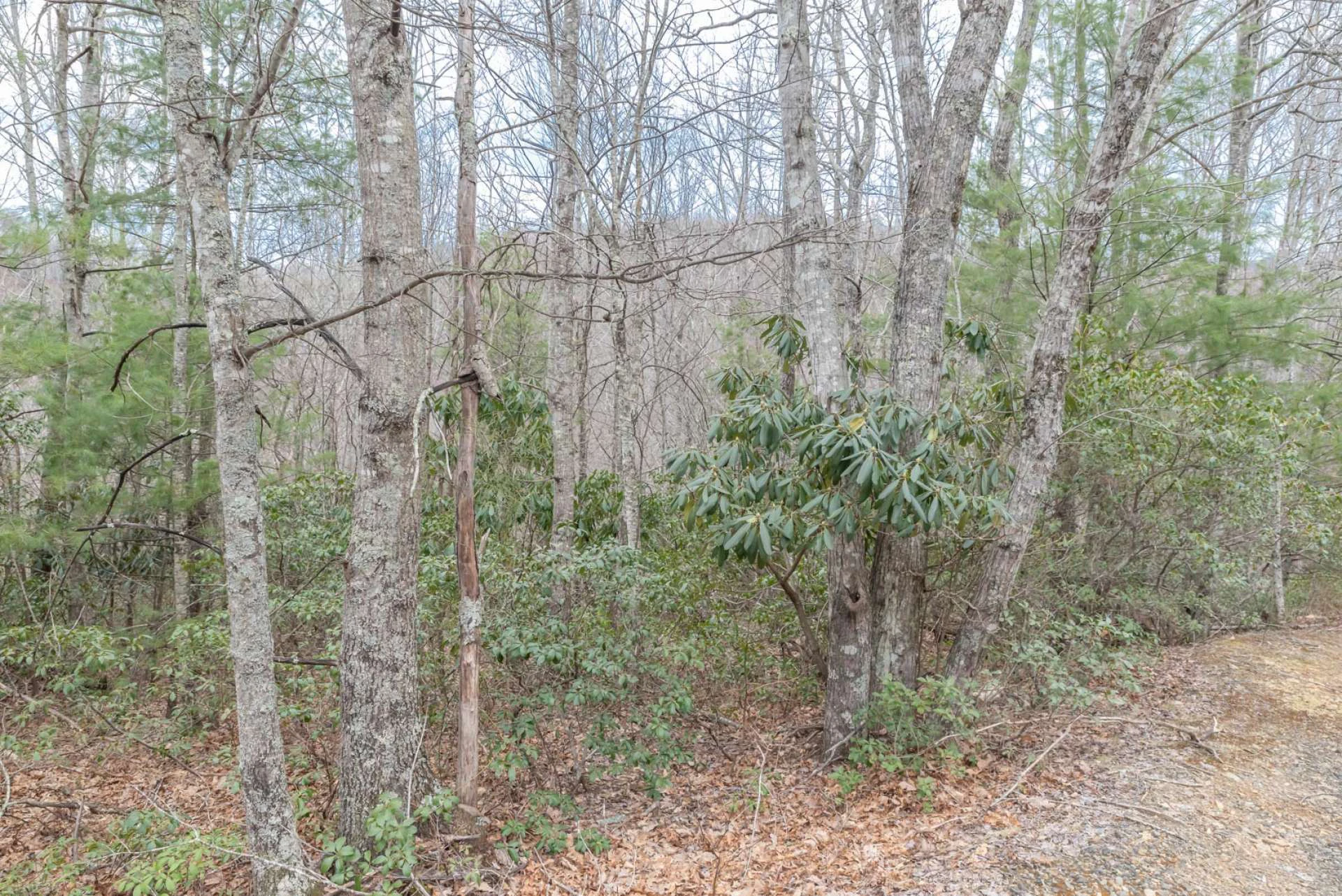 Image number 4 for the current listing
