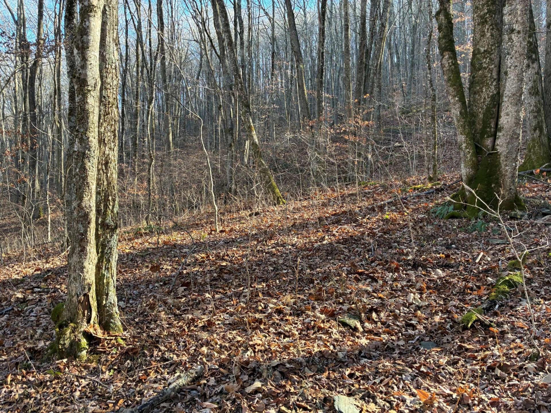 Image number 2 for the current listing