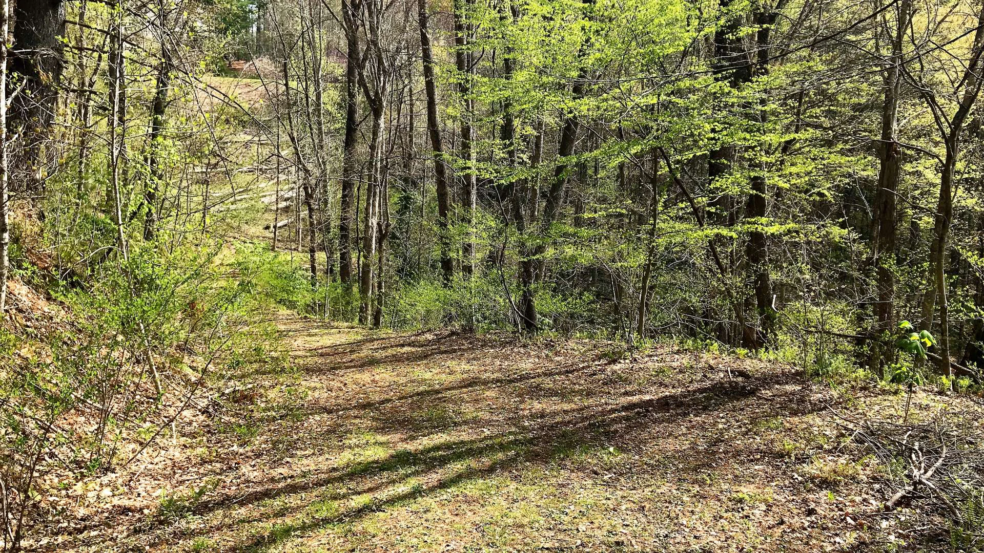 Image number 7 for the current listing