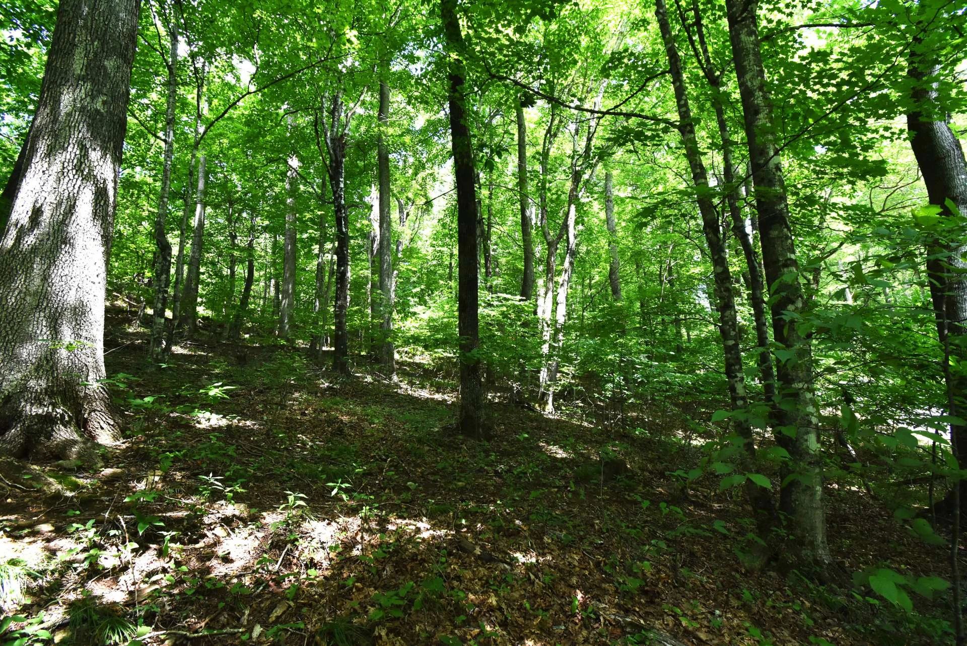 Image number 2 for the current listing