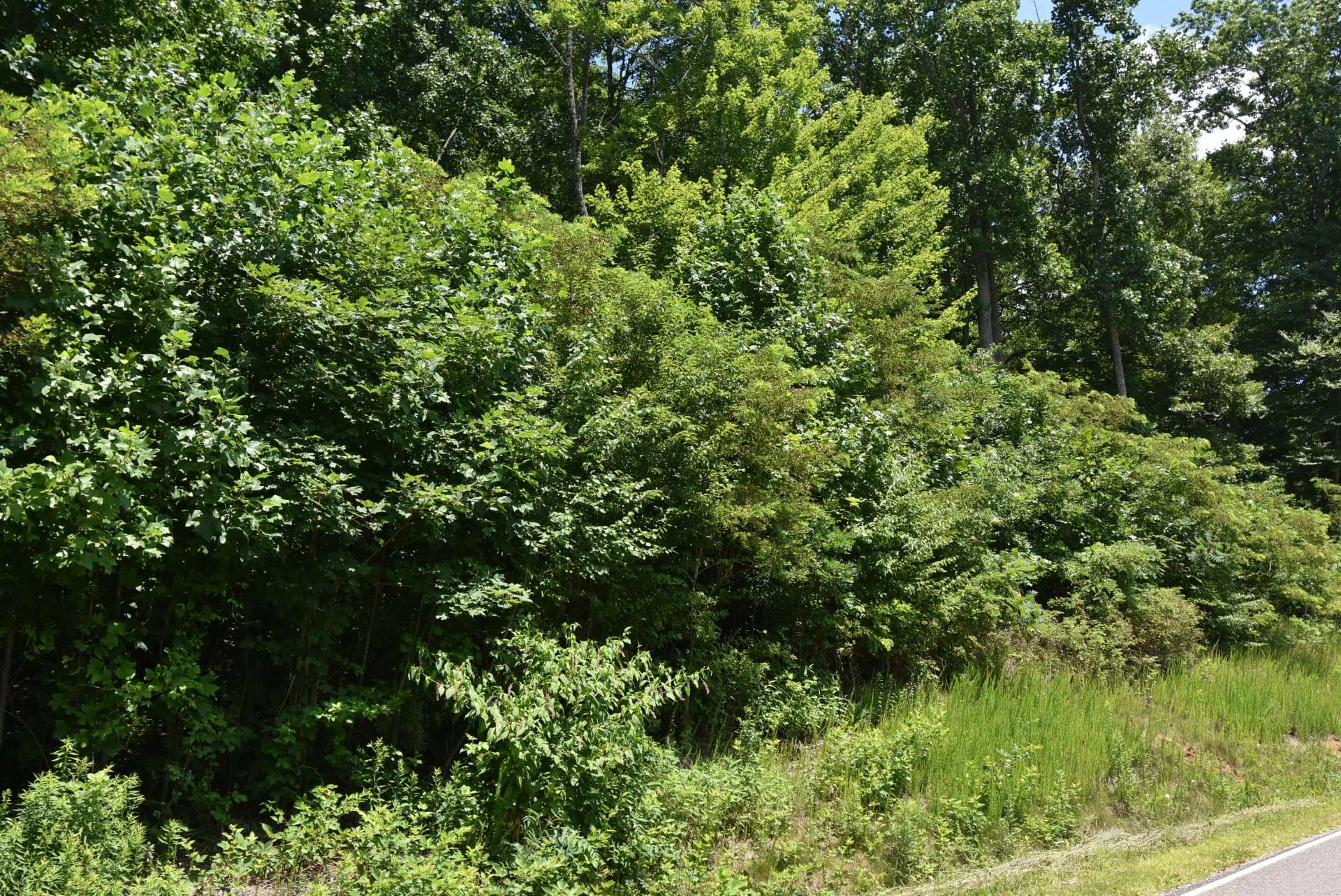 Image number 3 for the current listing