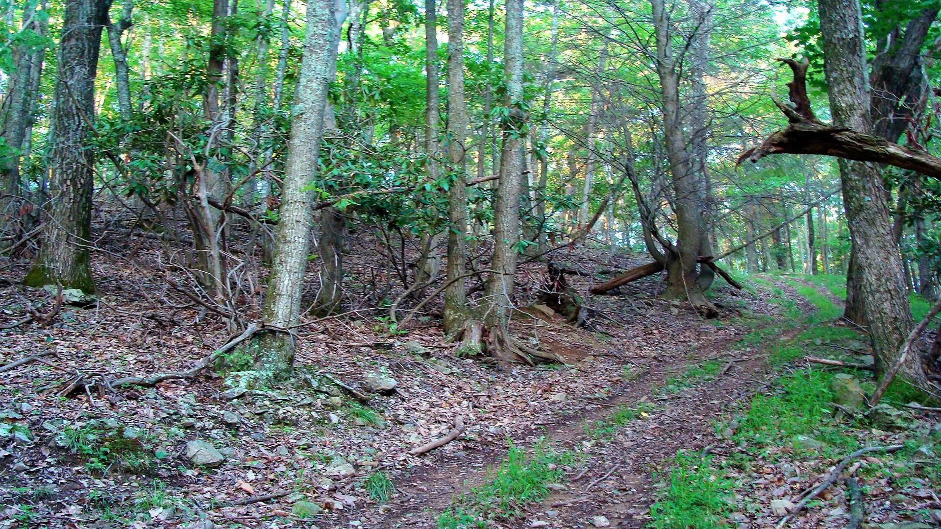 Image number 5 for the current listing