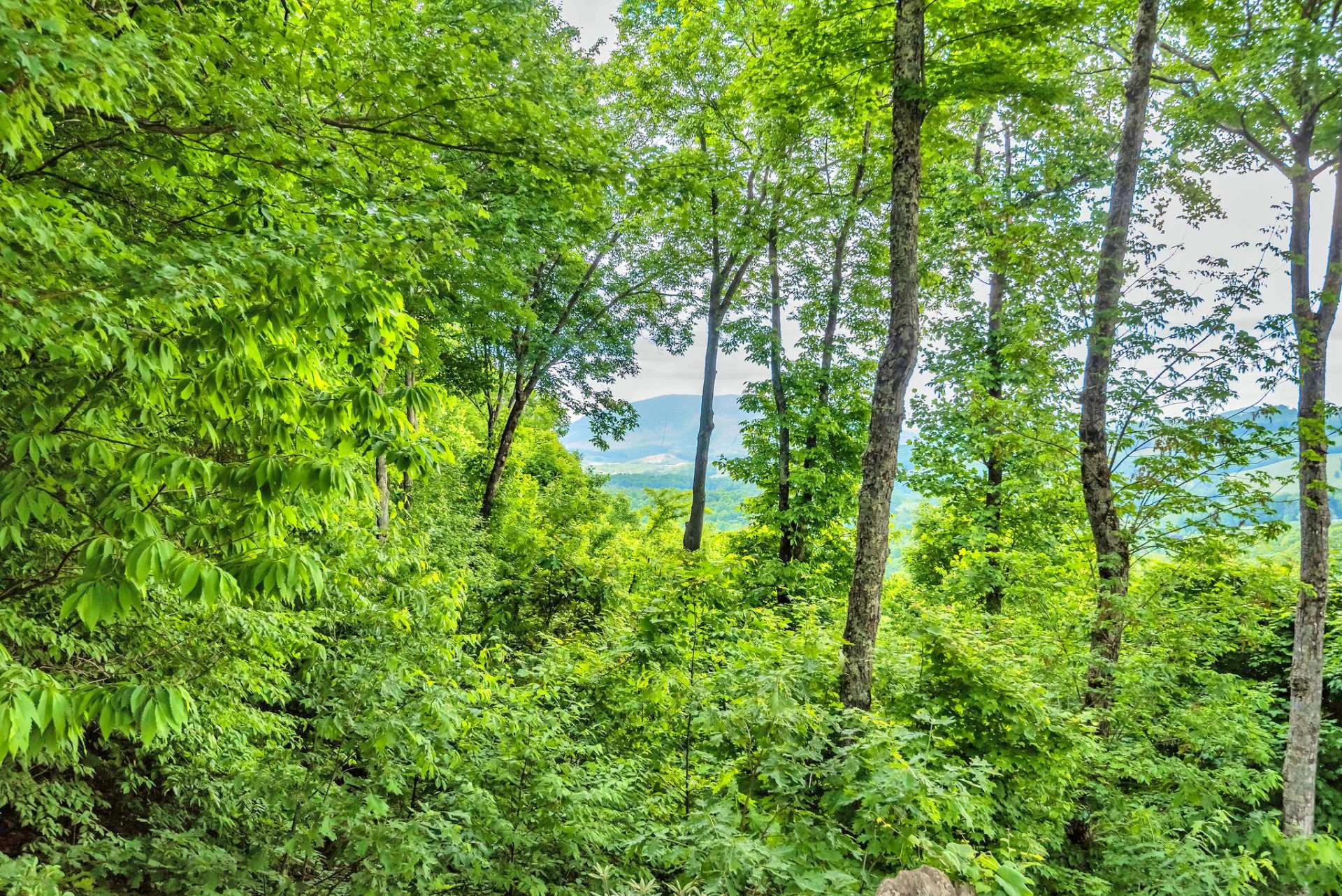 Image number 5 for the current listing