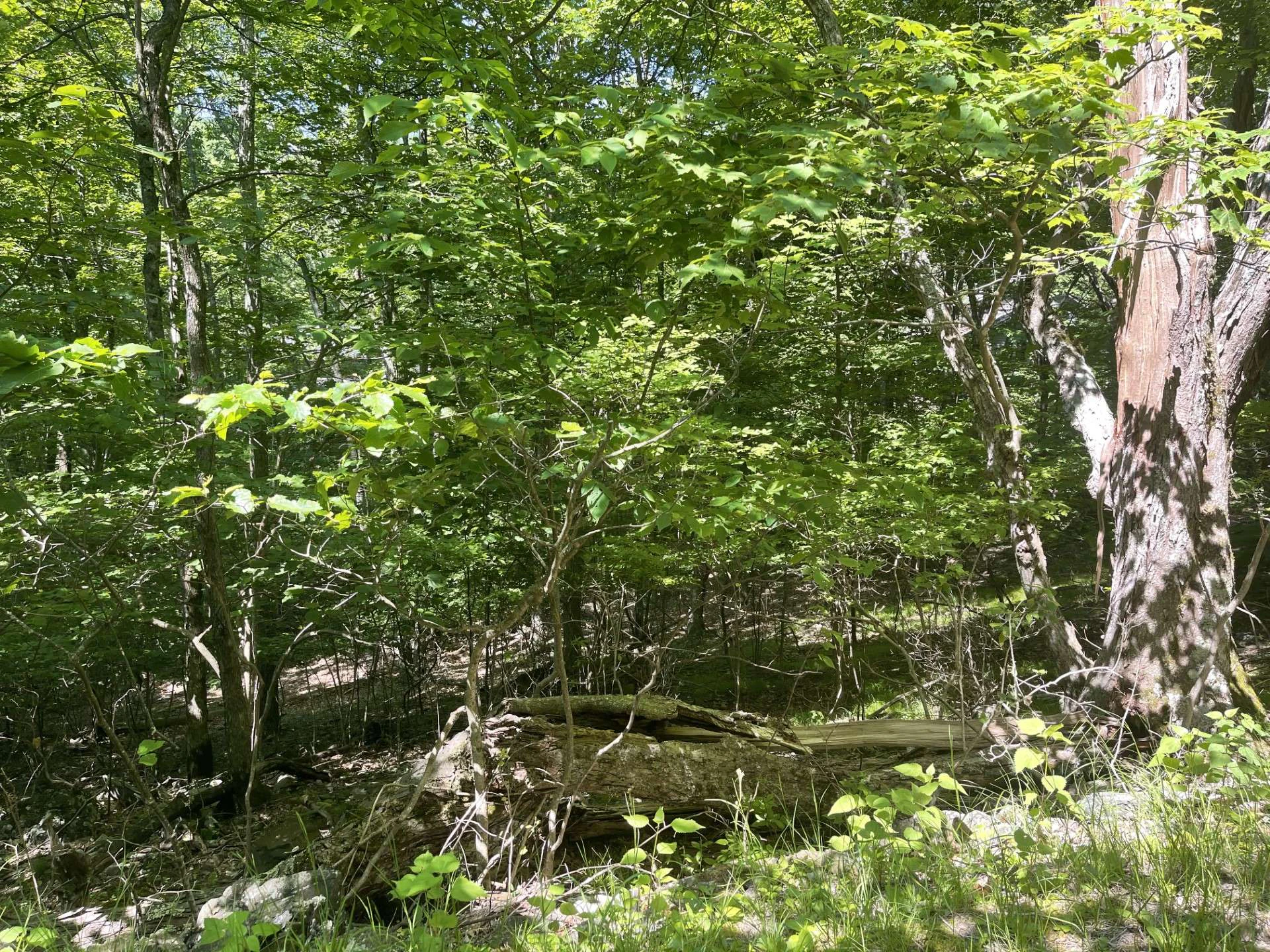 Image number 2 for the current listing