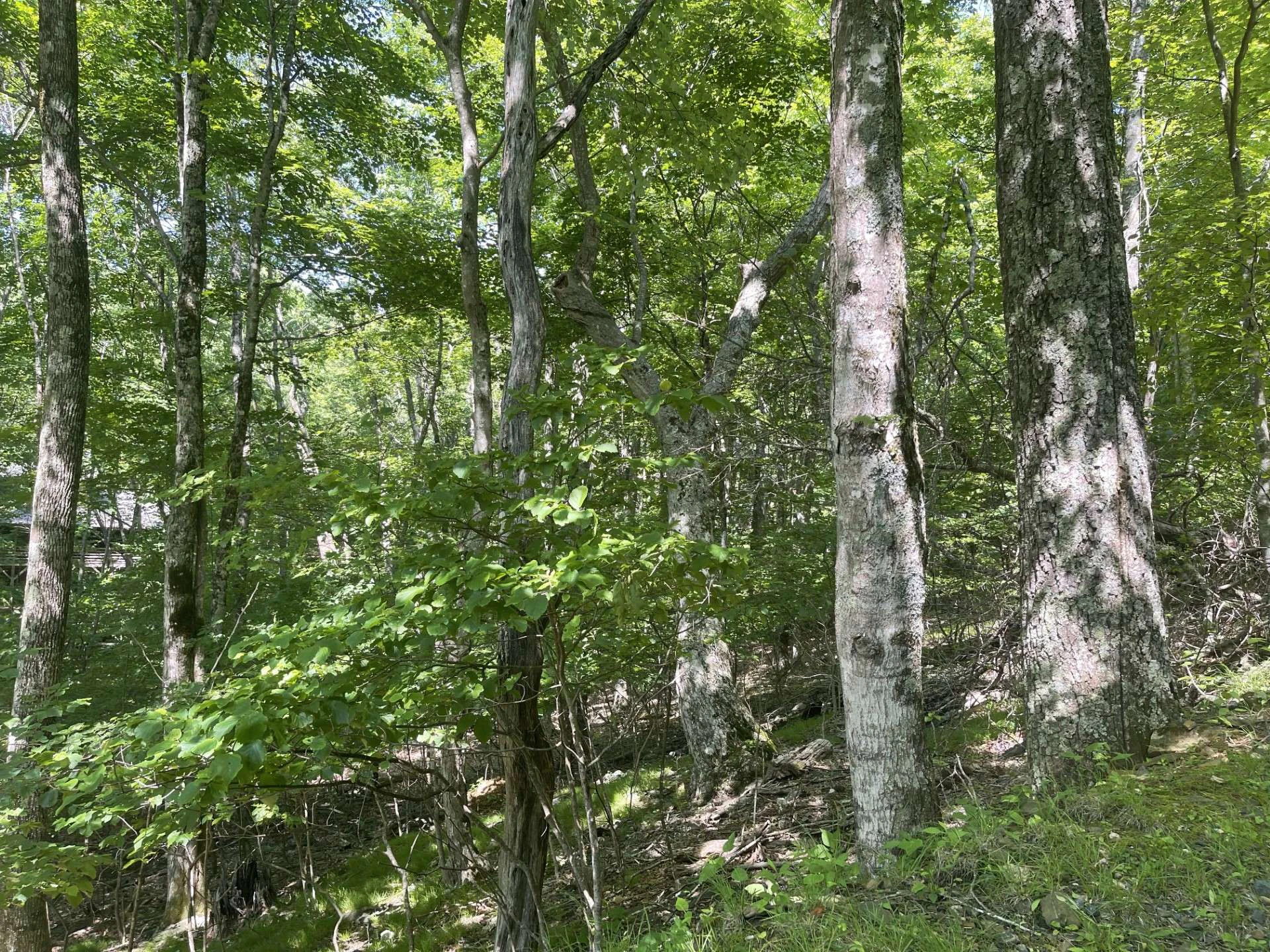 Image number 3 for the current listing