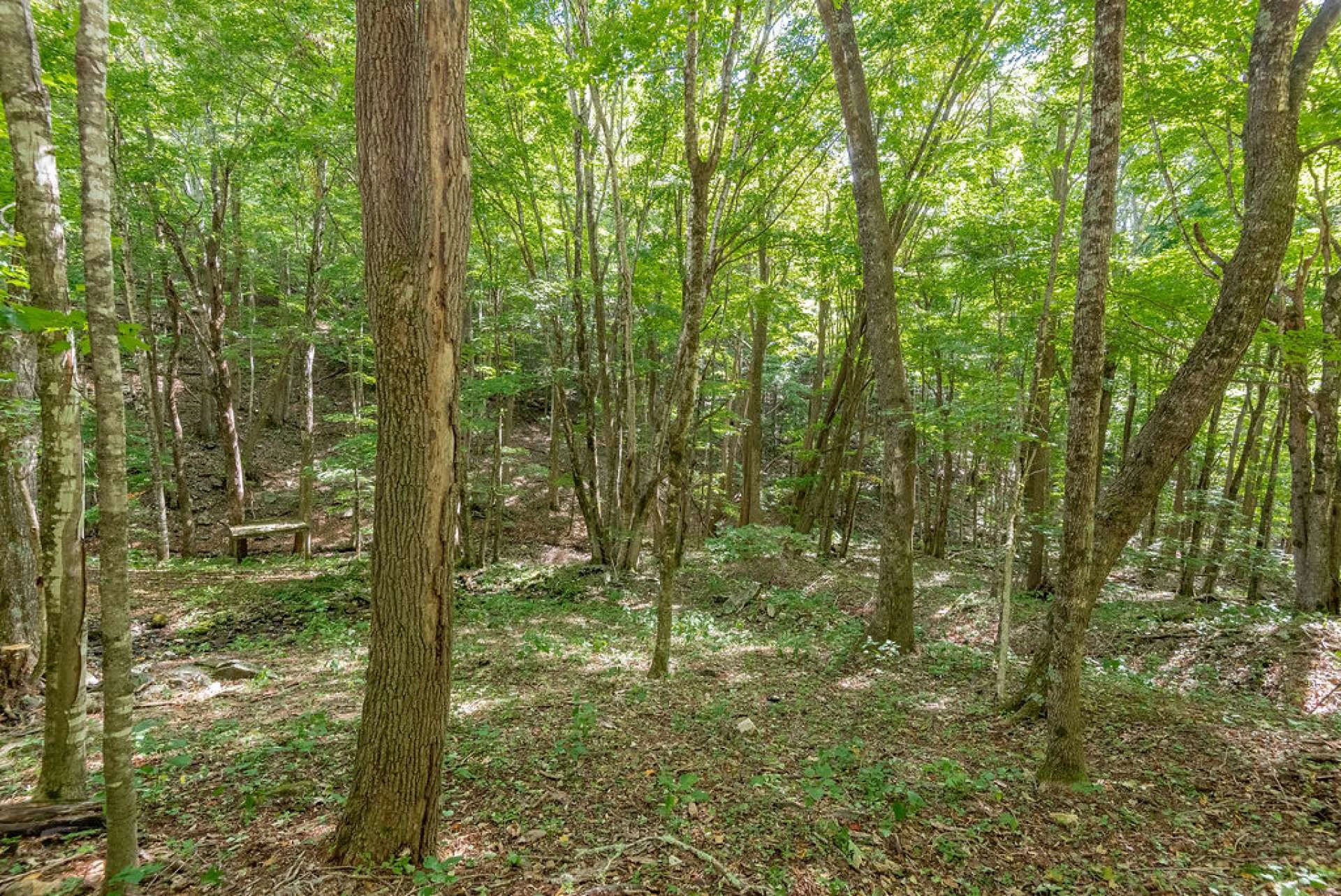 Image number 9 for the current listing