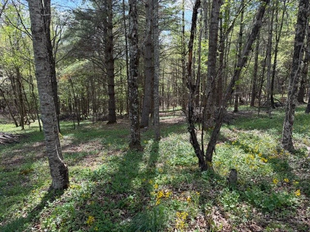 Image number 4 for the current listing