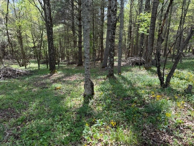 Image number 1 for the current listing