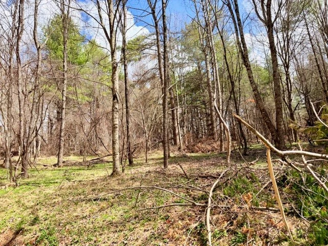Image number 4 for the current listing