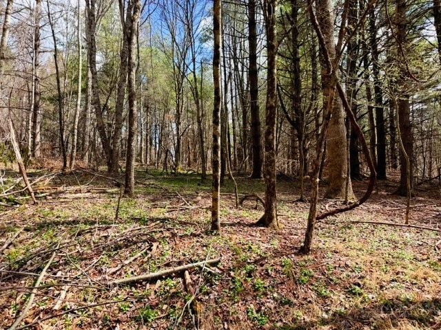 Image number 14 for the current listing