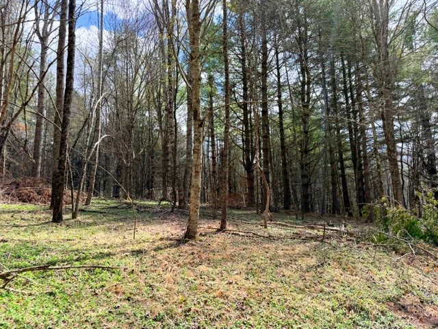 Image number 12 for the current listing