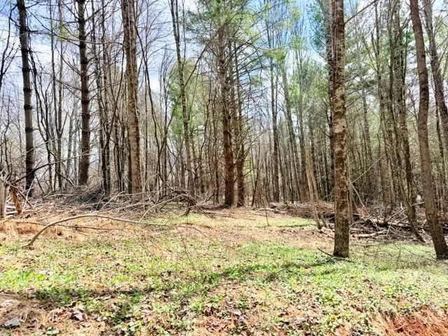 Image number 2 for the current listing