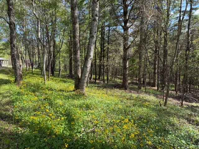 Image number 1 for the current listing