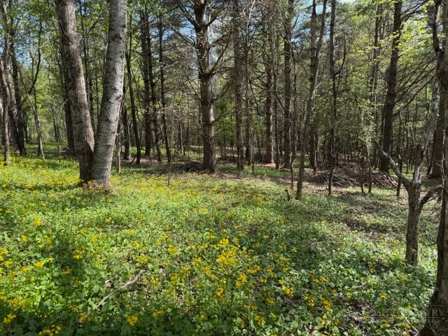Image number 15 for the current listing