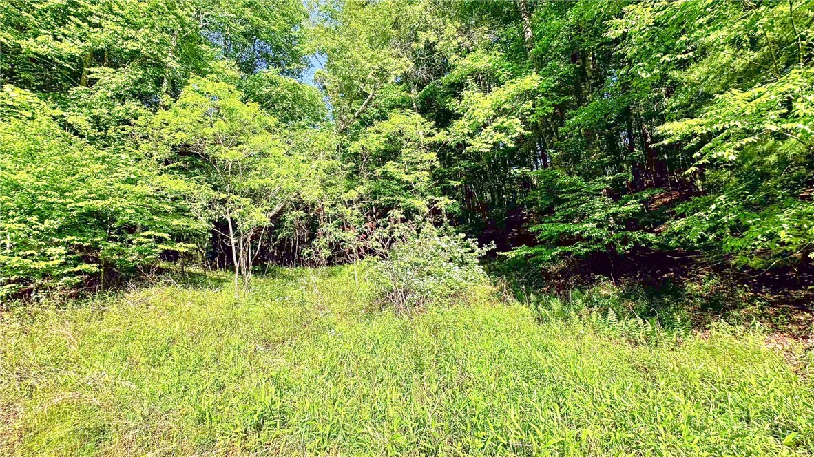 Image number 12 for the current listing