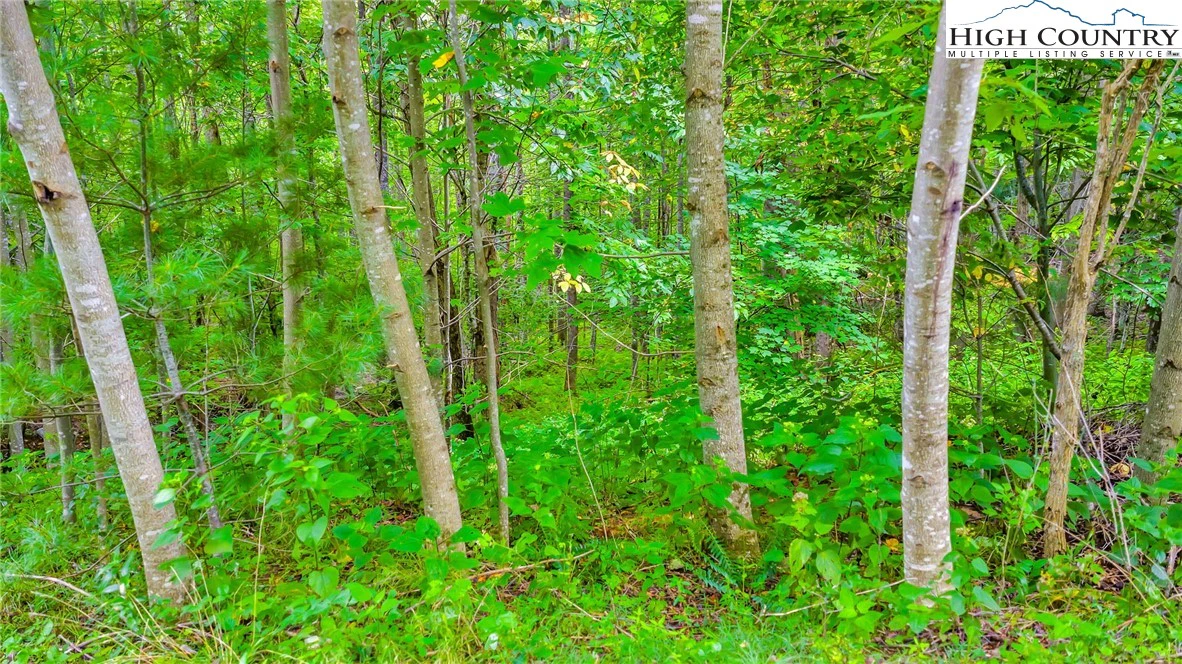 Image number 11 for the current listing