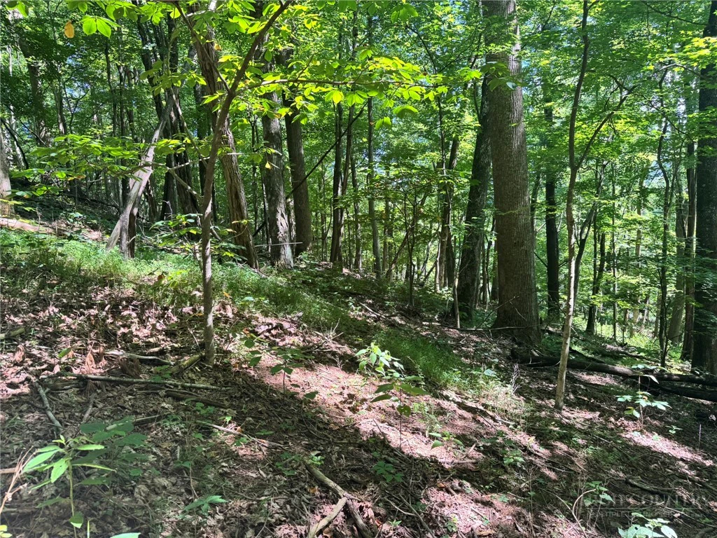 Image number 7 for the current listing