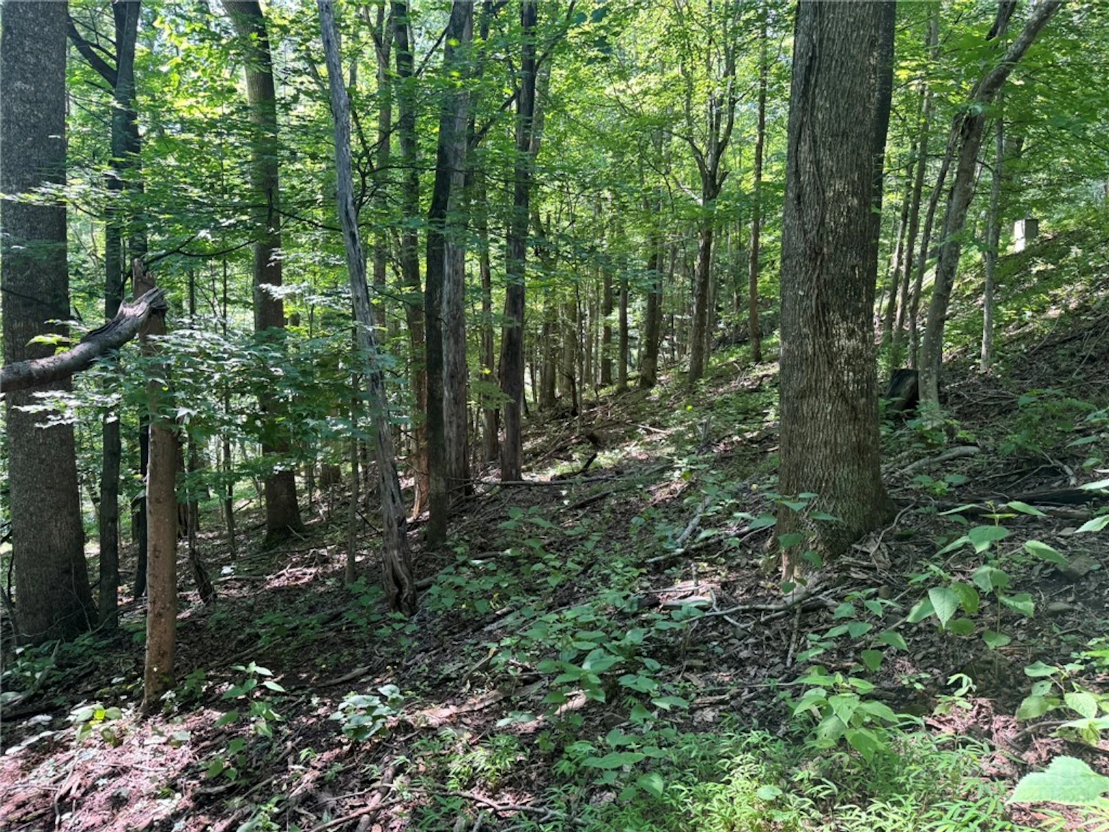 Image number 16 for the current listing