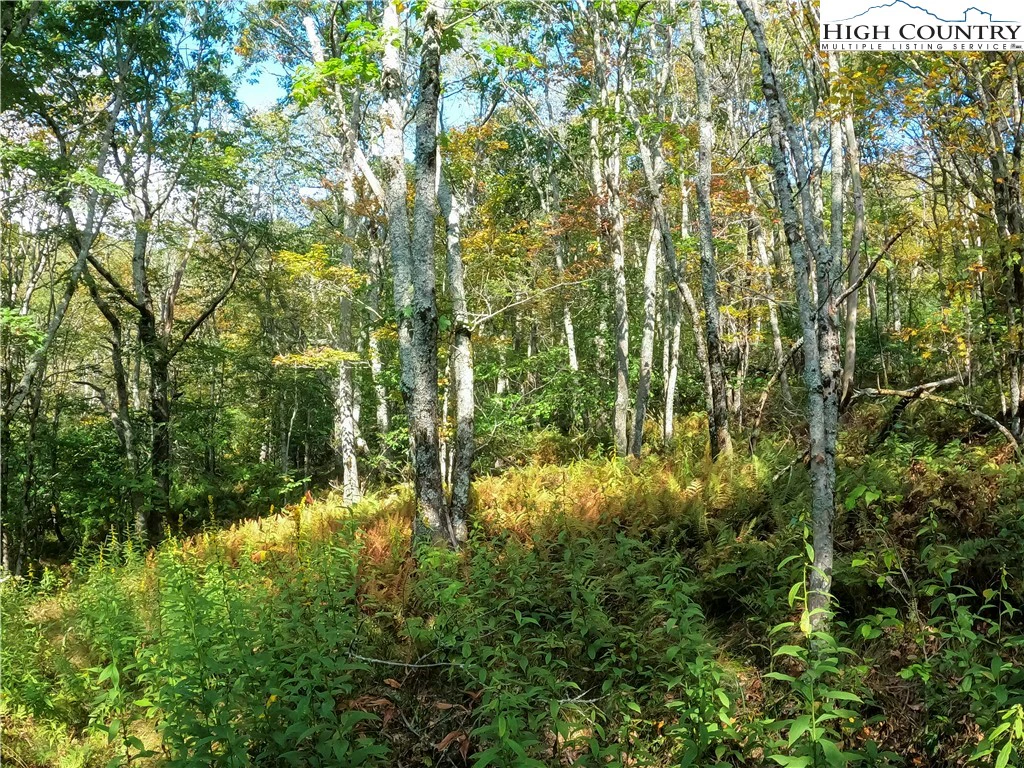 Image number 6 for the current listing